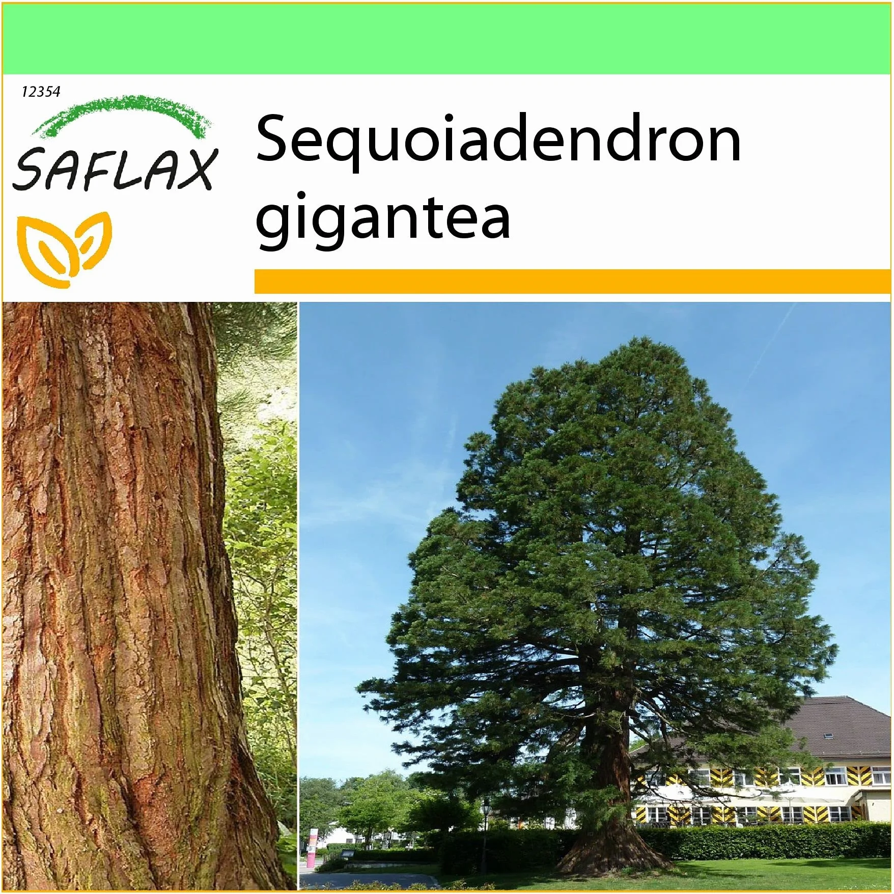 SAFLAX - Góra - Sekwoja - 50 Nasiona - Sequoiadendron gigantea