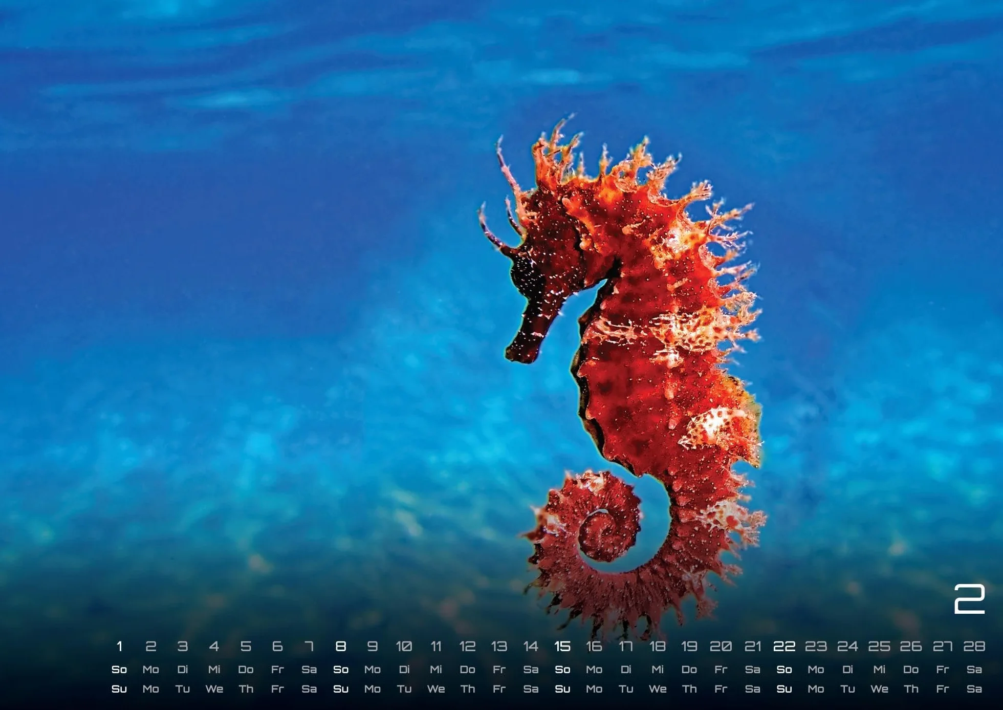 Sealife - verborgene Tiefen - 2026 - Kalender DIN A2: Der Wandkalender mit den schönsten Unterwasser-Motiven für das Jahr 2026 im extragroßen Format DIN A2 (ca. 60 x 42 cm)!