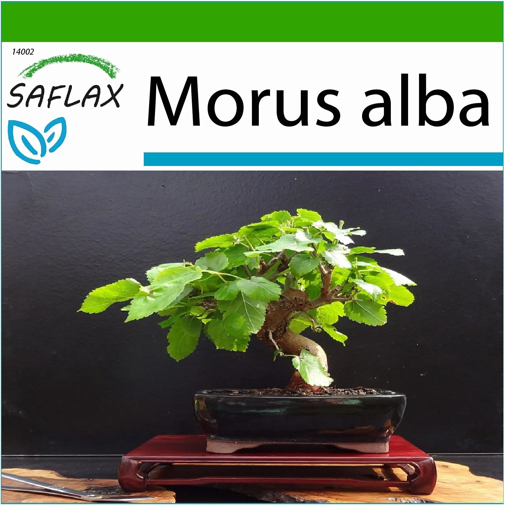 SAFLAX - Bonsai - Drzewo Morwy Białej - 200 Nasiona - Z pożywką wolną od zarazków - Morus alba