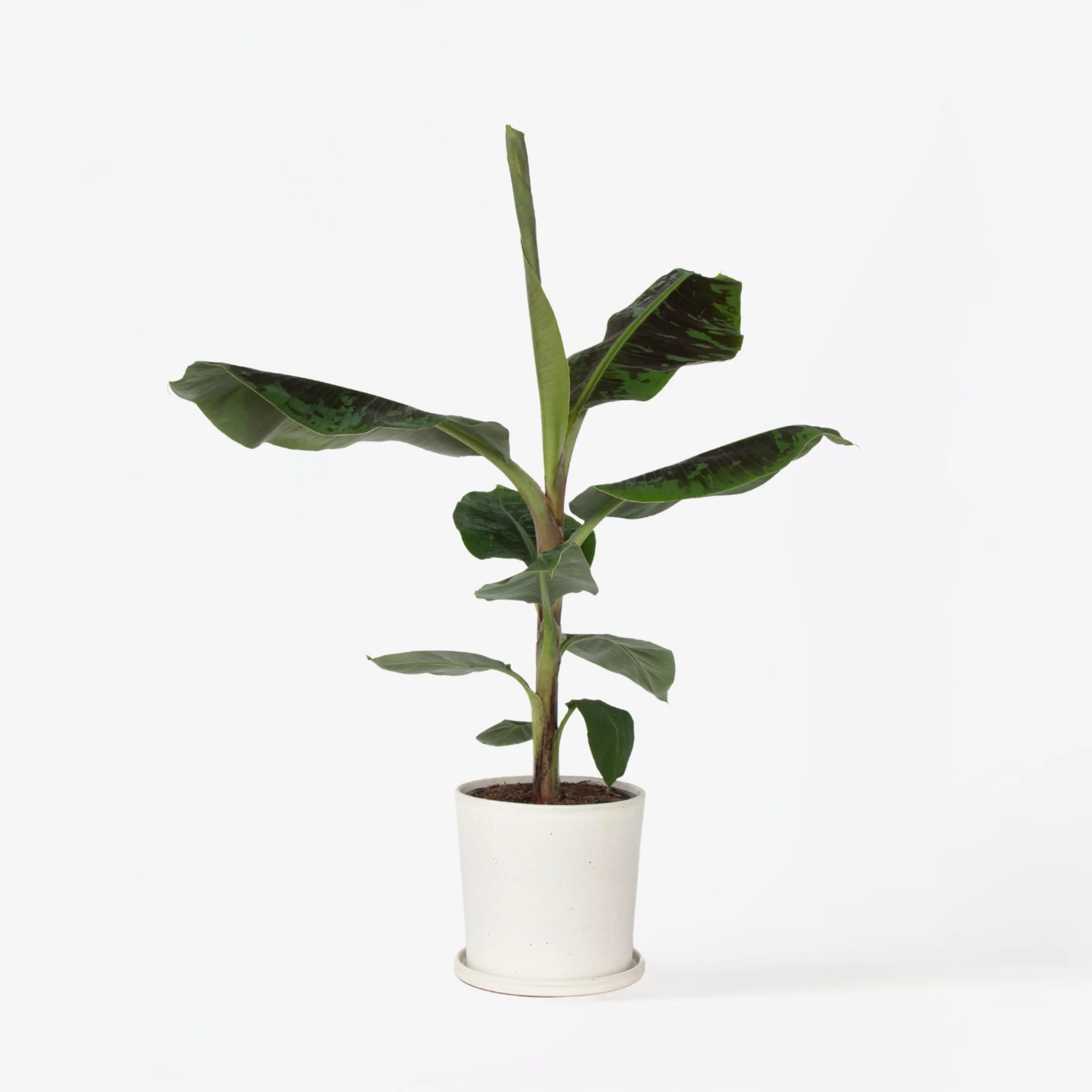Plant in a Box - Musa 'Darf Cavendish' - Bananowiec - Doniczka 21cm - Wysokość 90-100cm