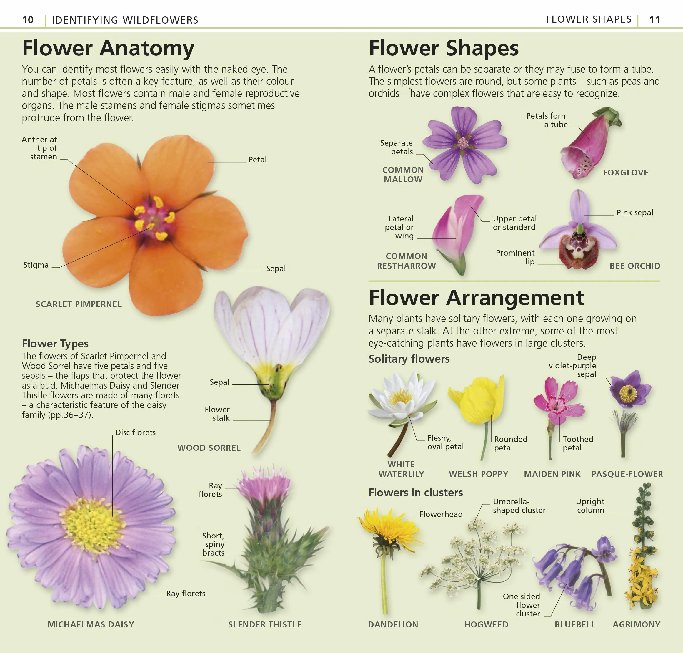 What's that Flower?: The Simplest ID Guide Ever
