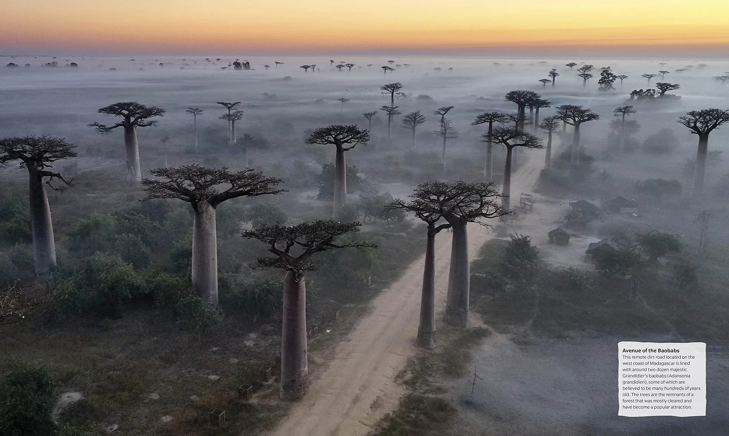 The Tree Book: The Stories, Science, and History of Trees
