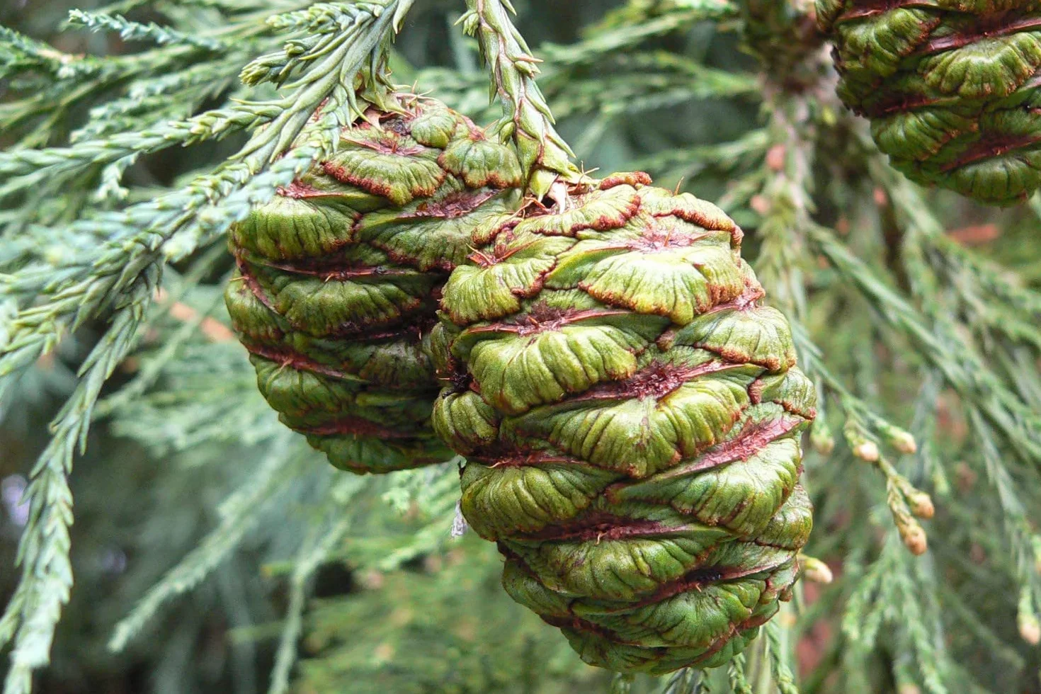 SAFLAX - Góra - Sekwoja - 50 Nasiona - Sequoiadendron gigantea