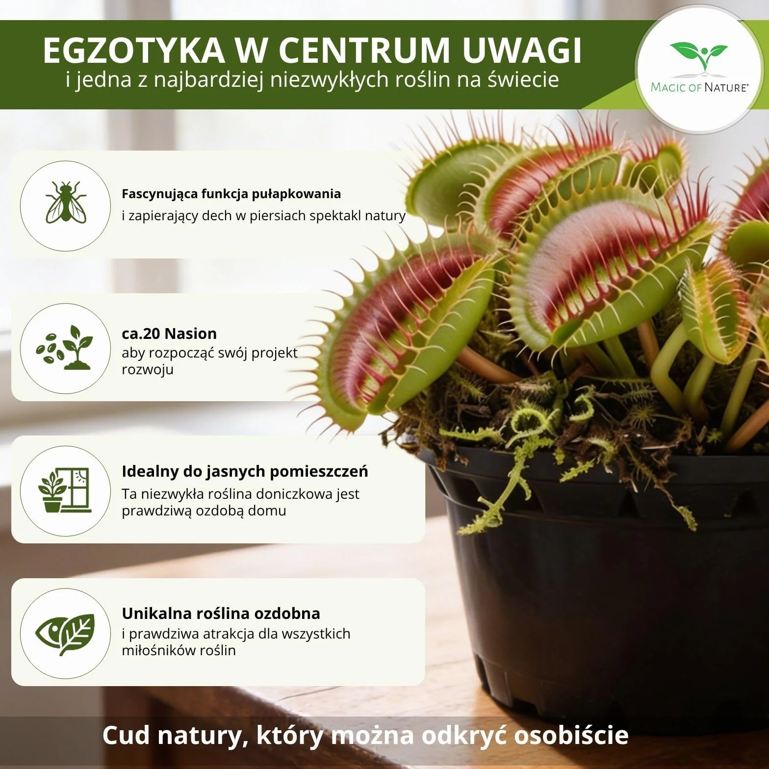 Magic of Nature Muchołówka amerykańska nasiona (ok. 20 szt.) - Dionaea muscipula - Roślina owadożerna do domu i na parapet - Egzotyczna roślina doniczkowa
