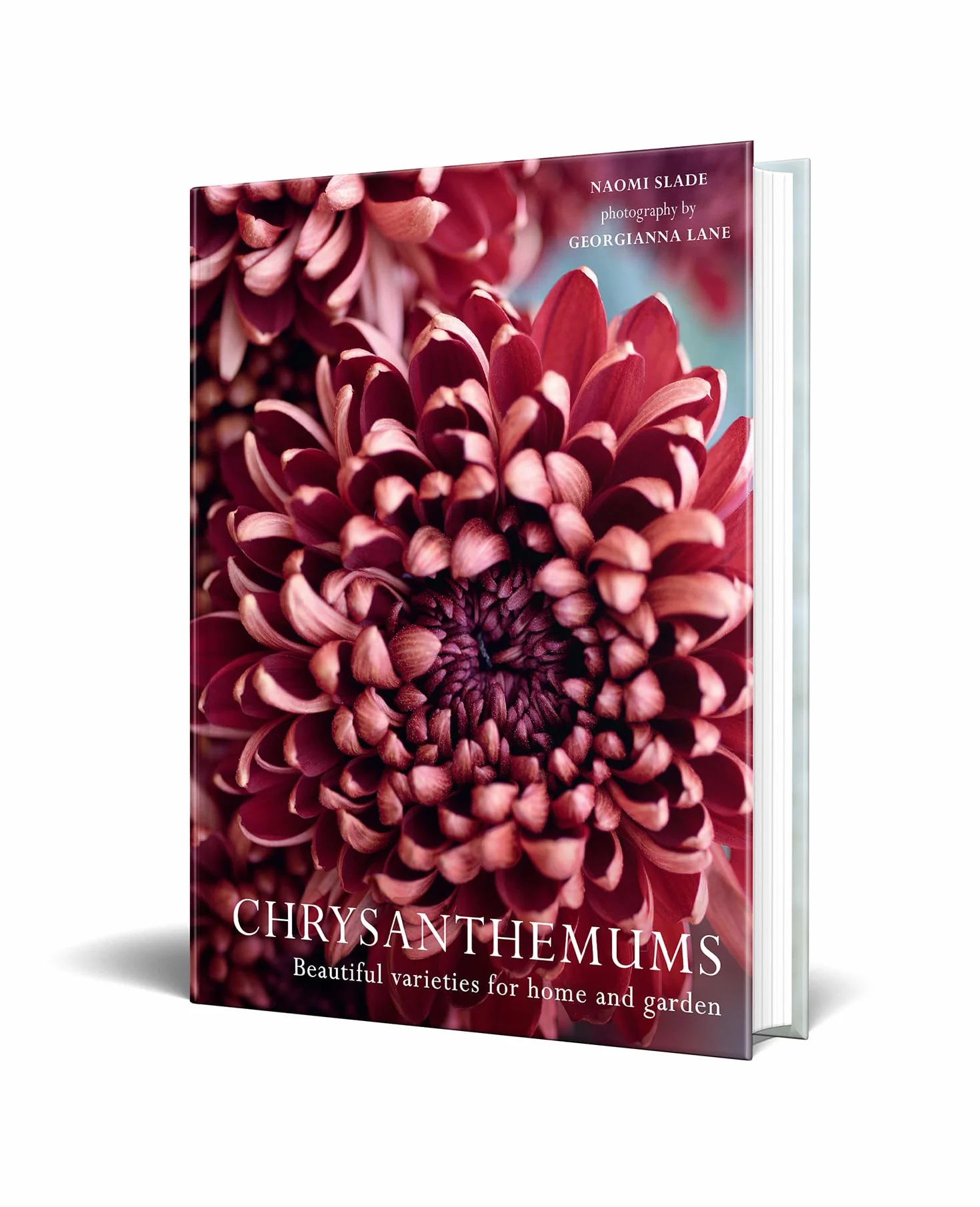 Chrysanthemums: The ultimate guide for growing and cutting flower varieties for the home and garden