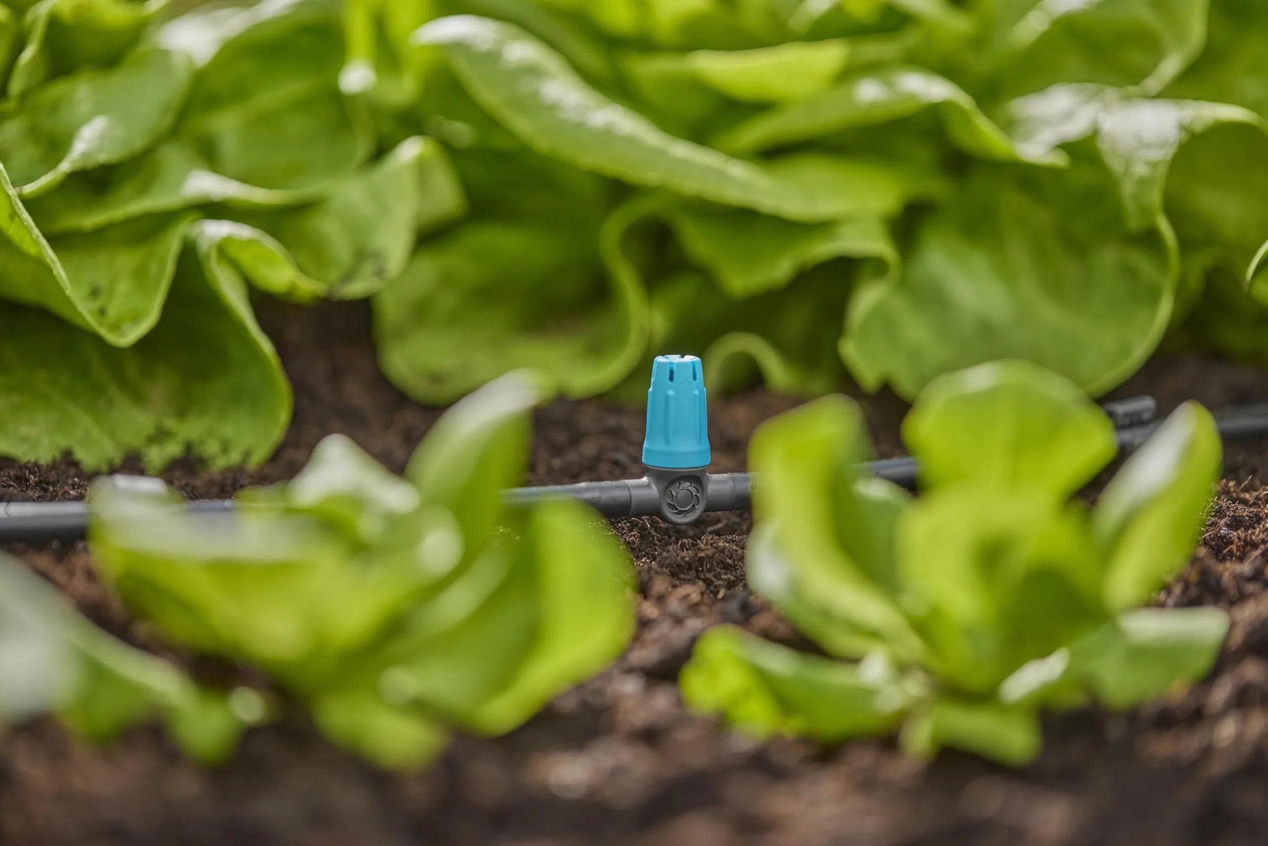 Gardena system Micro-Drip dysza małopowierzchniowa: Dysza rozpylająca do autom. systemu nawadniania do małych powierzchni do średnicy 40 cm, proste połączenie z rurą rozdziel. 4,6 mm (13316-20)