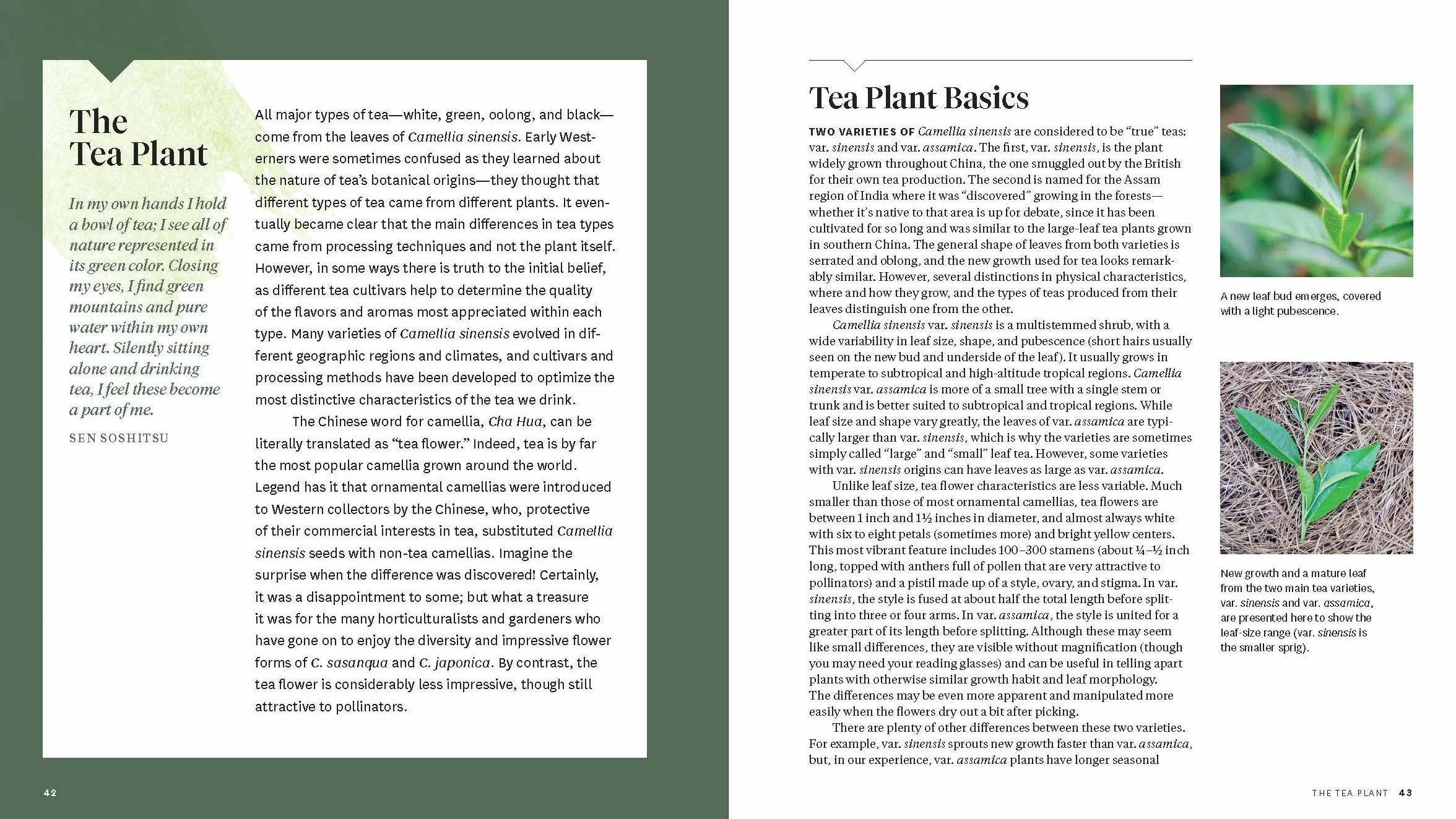 Grow Your Own Tea: The Complete Guide to Cultivating, Harvesting, and Preparing