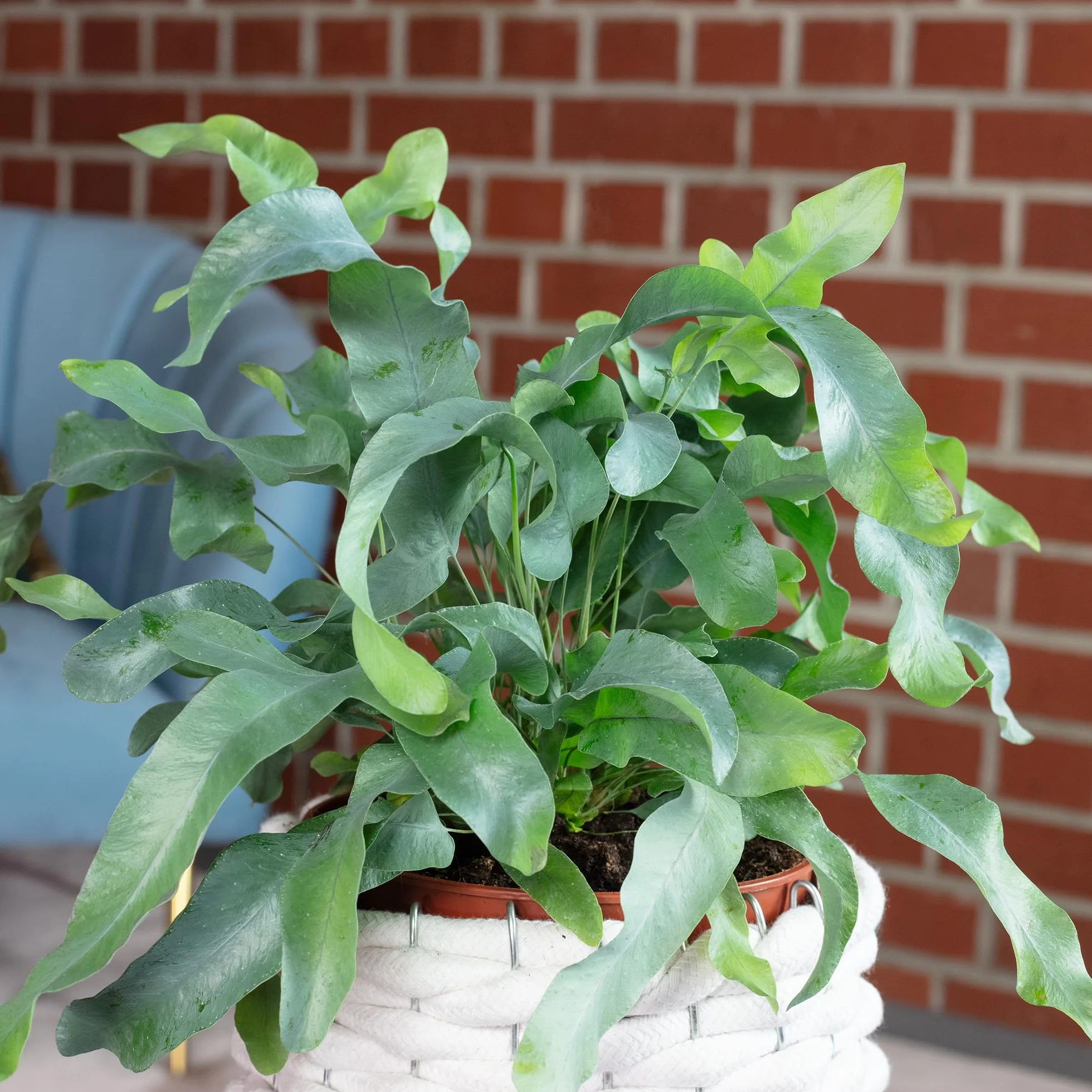 Złota paproć - łatwa w pielęgnacji roślina pokojowa, Phlebodium aureum 'Blue Star' - wysokość ok. 40 cm, średnica doniczki 14 cm