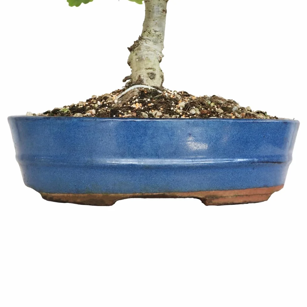 KENTIS - Bonsai Quercus Pubescens - Japoński Dąb Puchaty Bonsai - Prawdziwe Dekoracyjne Rośliny Zewnętrzne - H 40-45 cm Doniczka Ø 26 cm