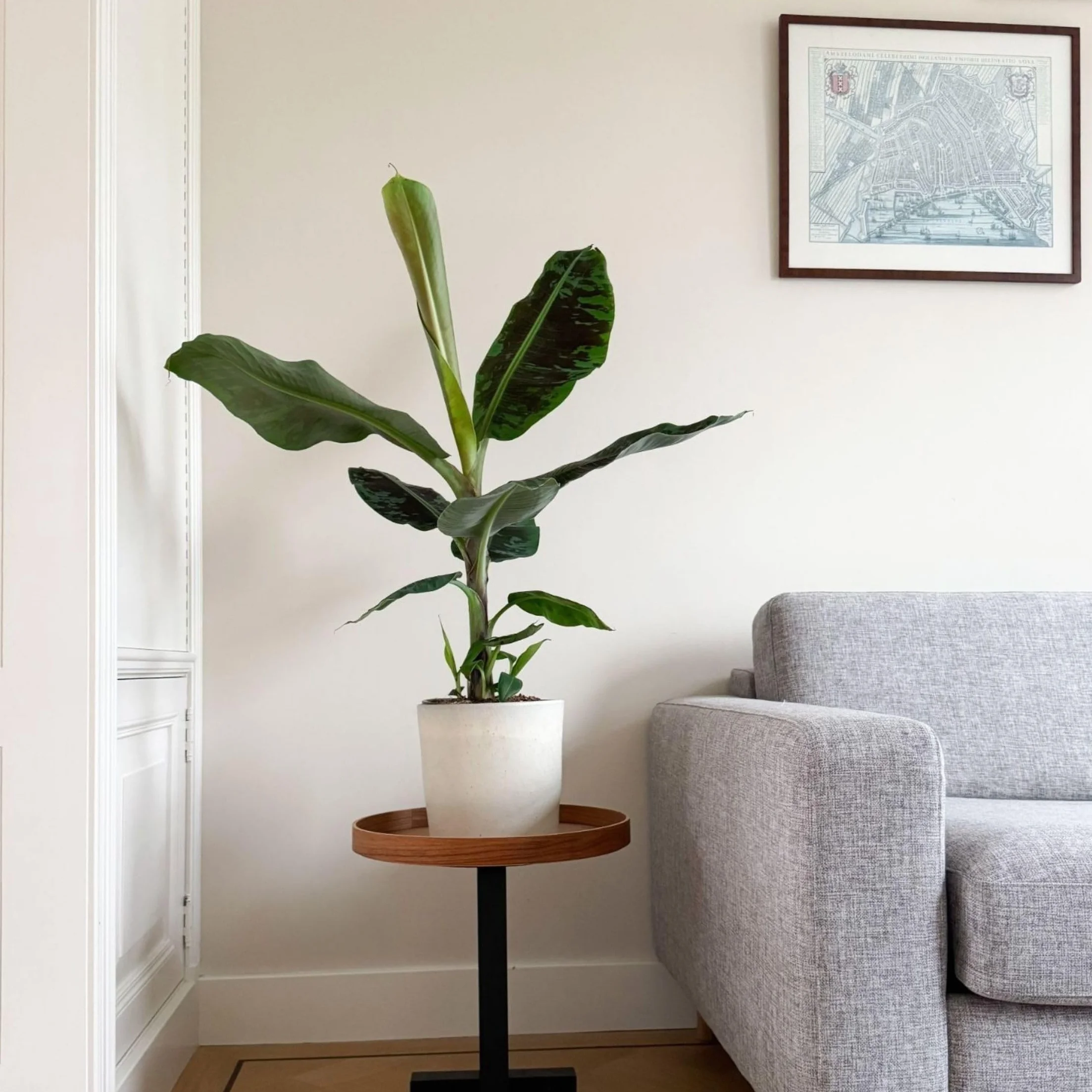 Plant in a Box - Musa 'Darf Cavendish' - Bananowiec - Doniczka 21cm - Wysokość 90-100cm
