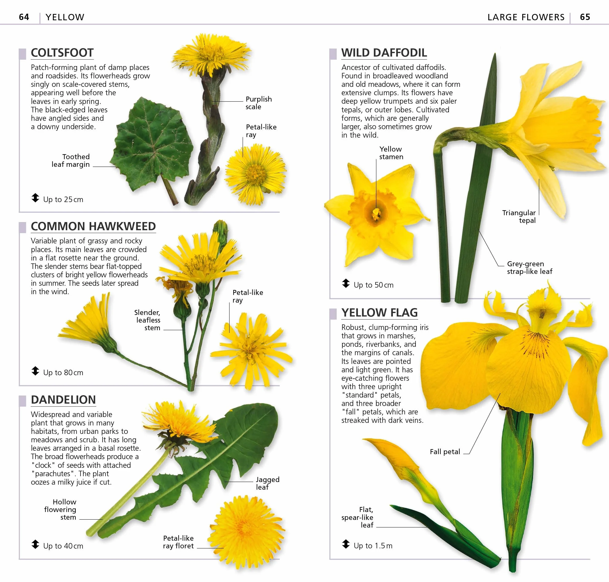 What's that Flower?: The Simplest ID Guide Ever