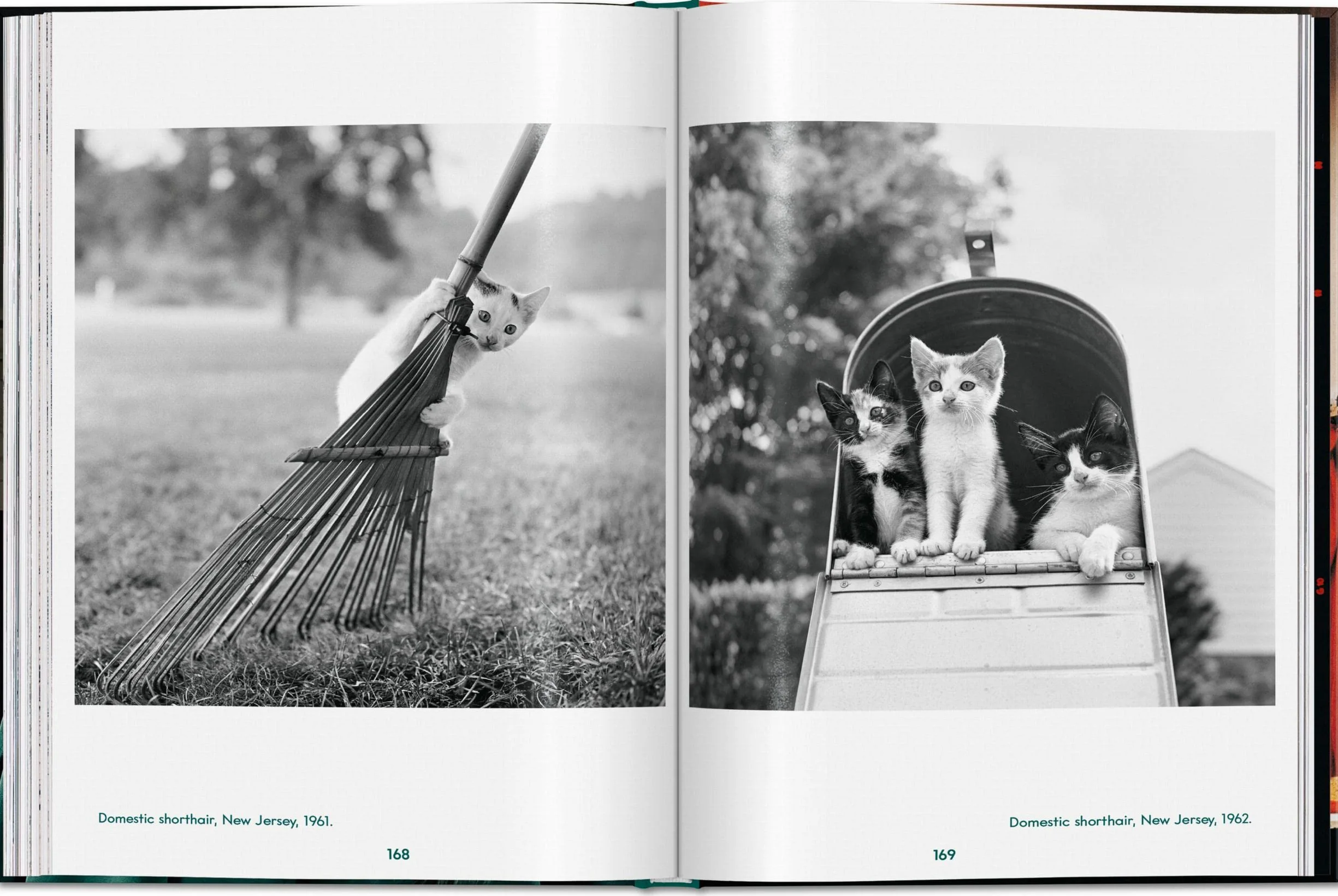 Walter Chandoha. Cats. Photographs 1942-2018