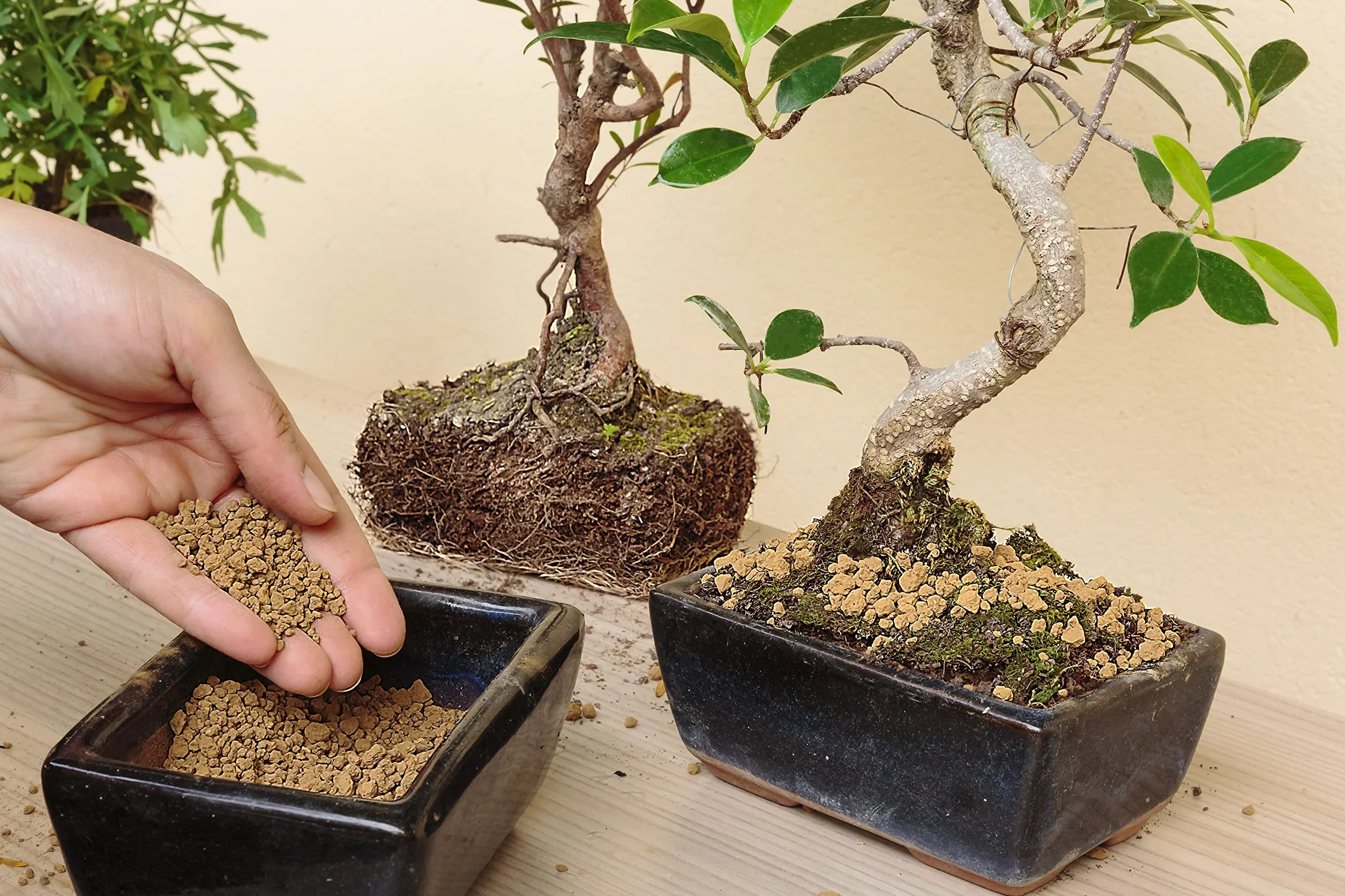 R&R SHOP – japońska Akadama twarda jakość do uprawy Bonsai, o granulacji od 2 do 6 mm (1L)