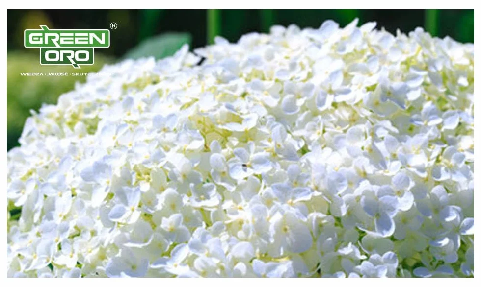 FLOWERS ACID 5KG - Długodziałający nawóz do hortensji i roślin kwasolubnych.