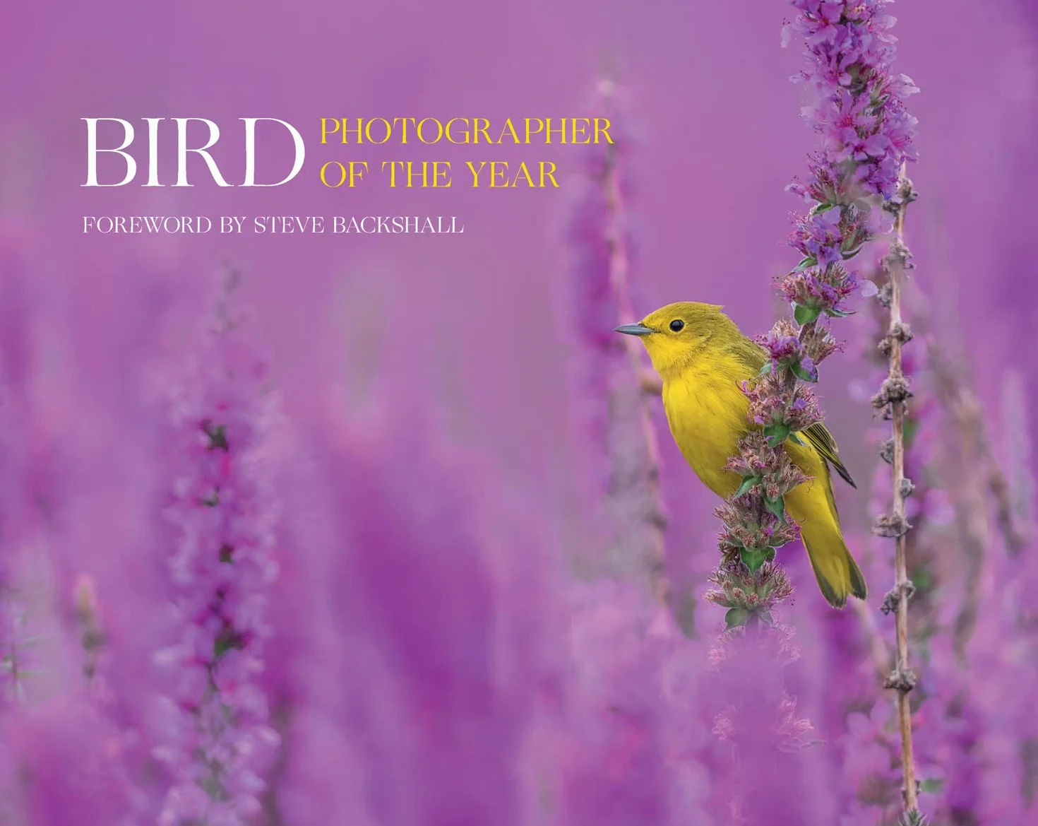 Bird Photographer of the Year: Collection 7