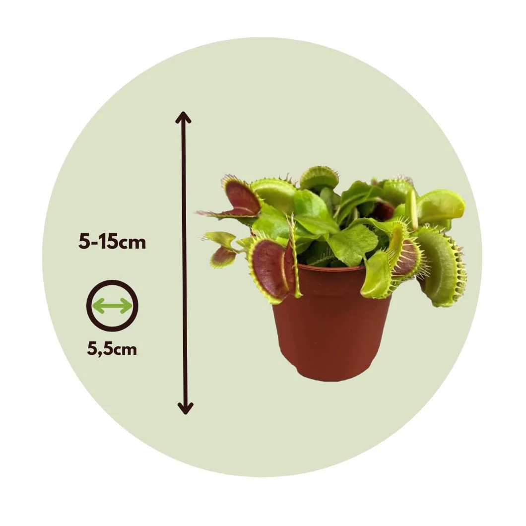 Plant in a Box - Muchołówka Amerykańska - Roślina mięsożerna - Dionea Muscipula - Zestaw 3 sztuk - Doniczka 5,5cm - Wysokość 5-10cm