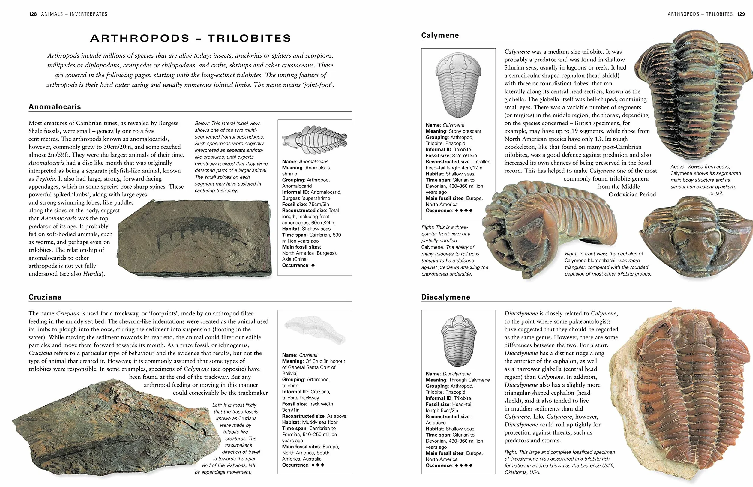 The Illustrated Guide to Fossils & Fossil Collecting: A Reference Guide to Over 375 Plant and Animal Fossils from Around the Globe and How to Identify Them, with Over 950 Photographs and Artworks