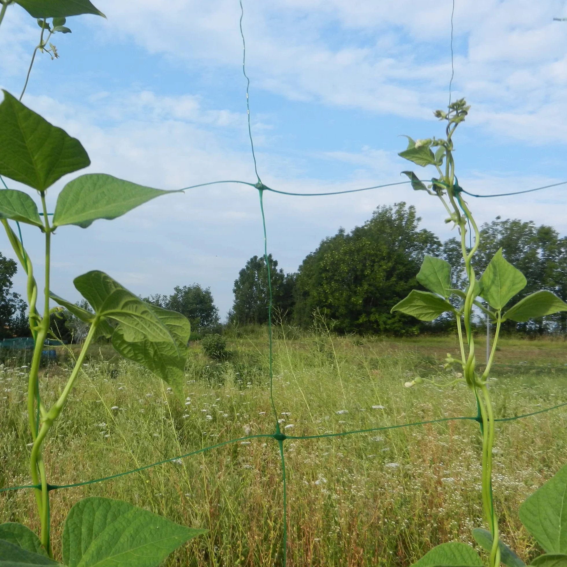 TENAX Flora 2,00 x 5 m, zielona siatka do pnączy, wsparcie warzyw i roślin, opakowanie siatkowe