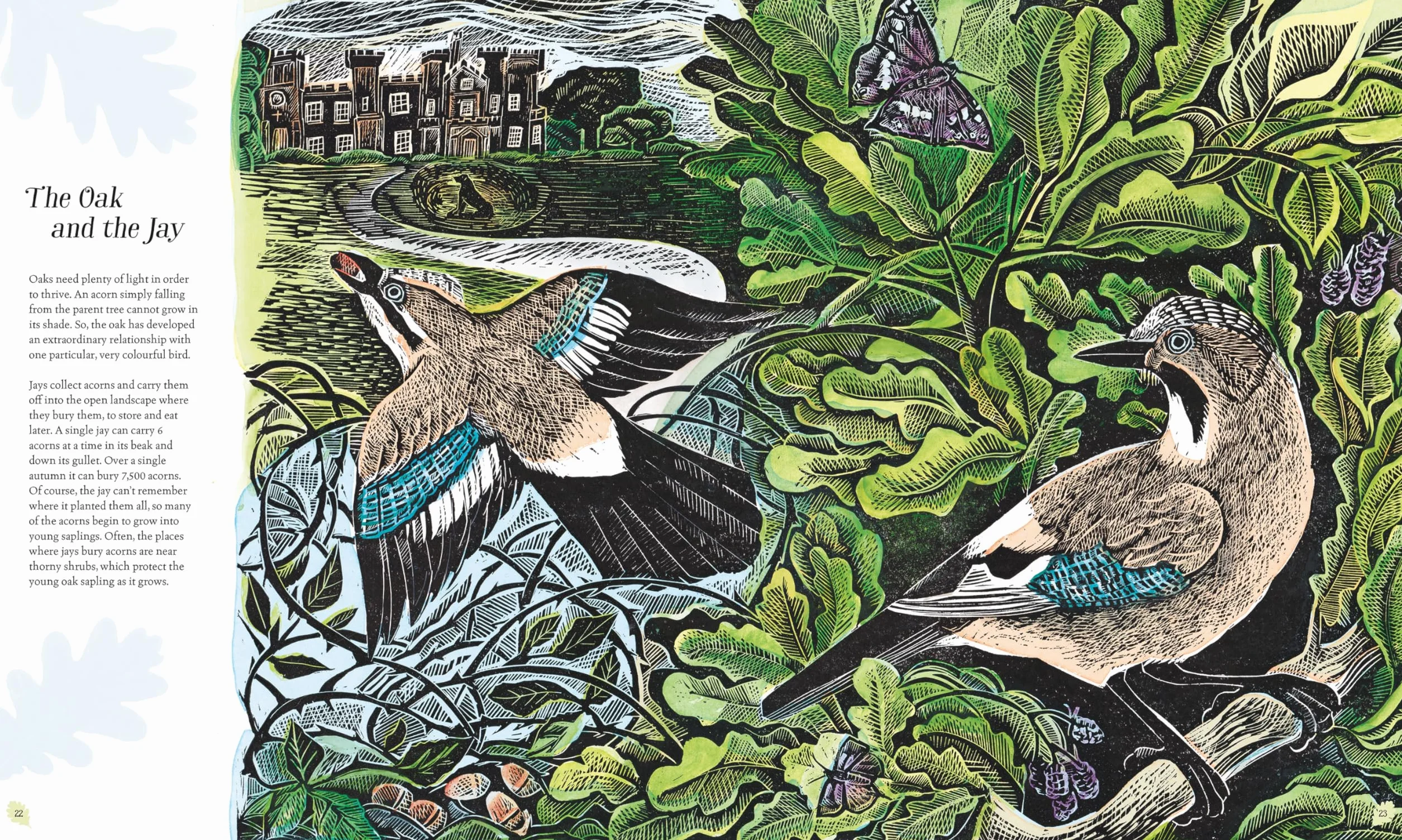 Wilding: How to Bring Wildlife Back - The New Illustrated Guide