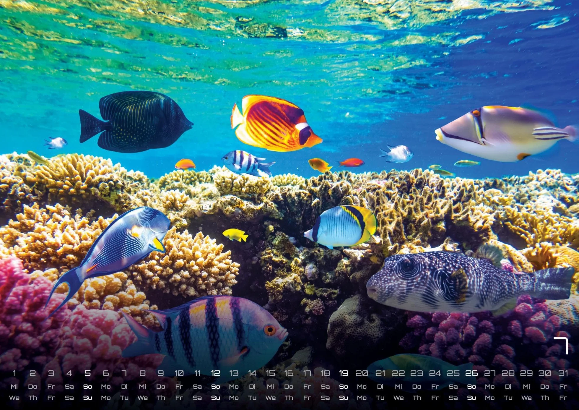 Sealife - verborgene Tiefen - 2026 - Kalender DIN A2: Der Wandkalender mit den schönsten Unterwasser-Motiven für das Jahr 2026 im extragroßen Format DIN A2 (ca. 60 x 42 cm)!