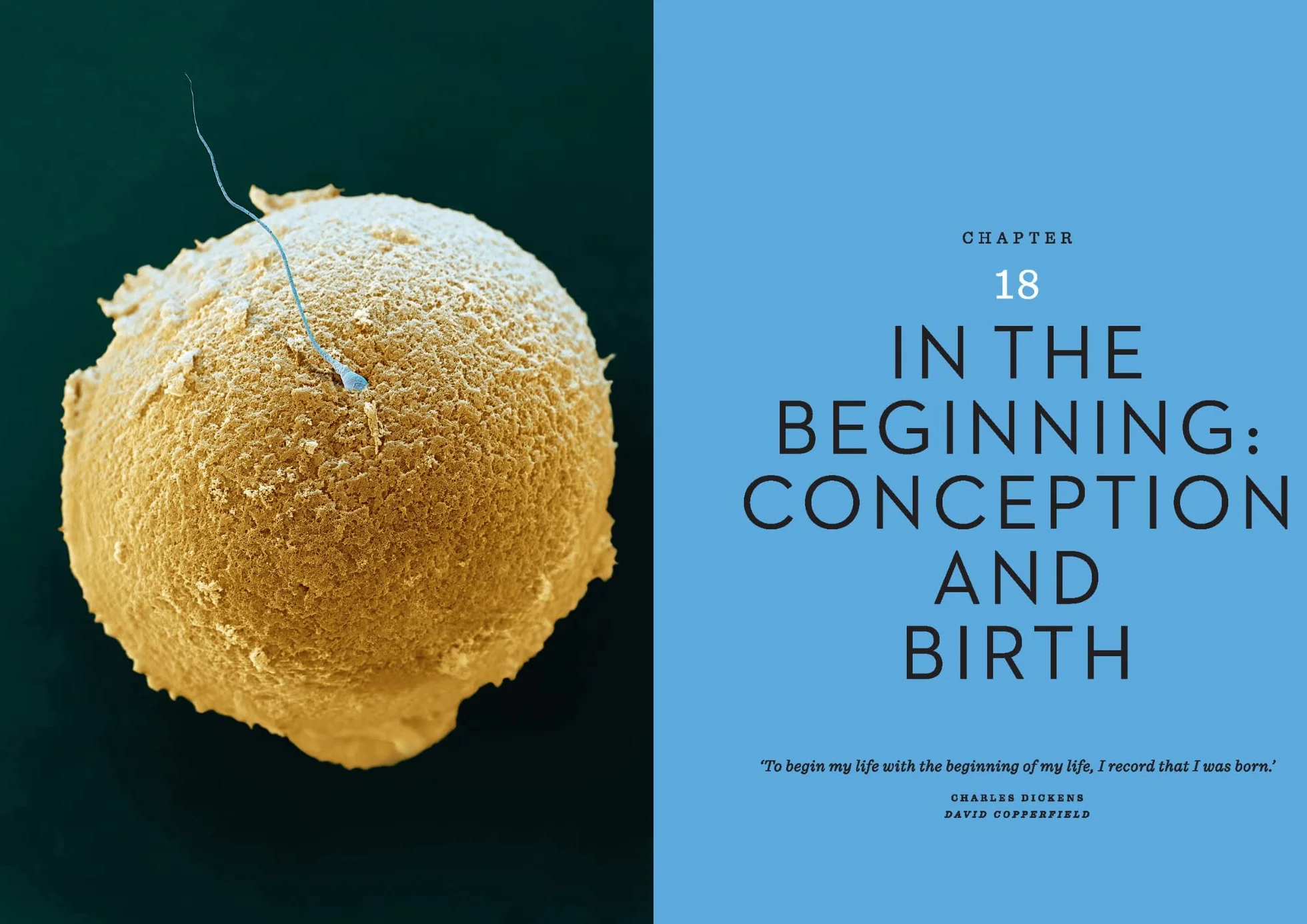 The Body Illustrated: A Guide for Occupants