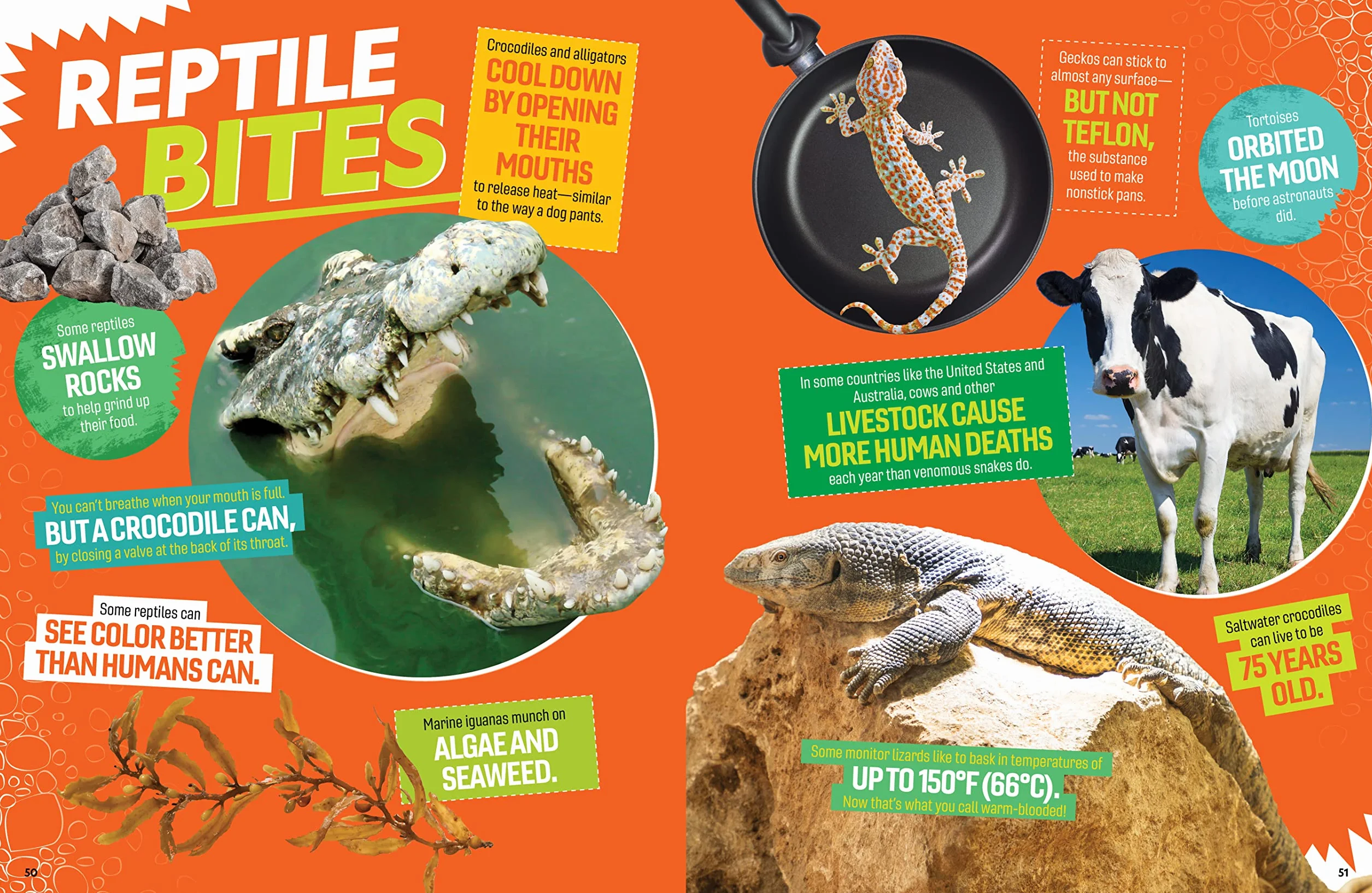 The Ultimate Book of Reptiles: Your guide to the secret lives of these scaly, slithery, and spectacular creatures!