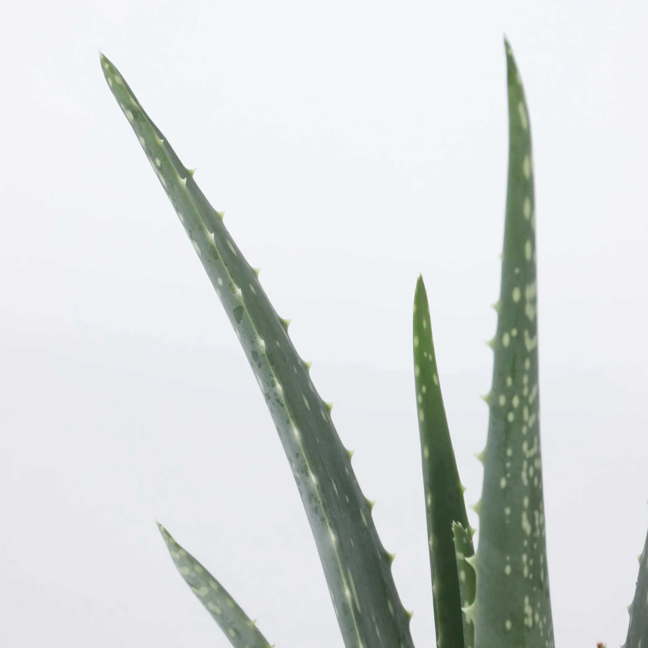 Plant in a Box - Aloes - Aloe Vera - Zestaw 4 sztuk - Doniczka 10cm - Wysokość 20-30cm