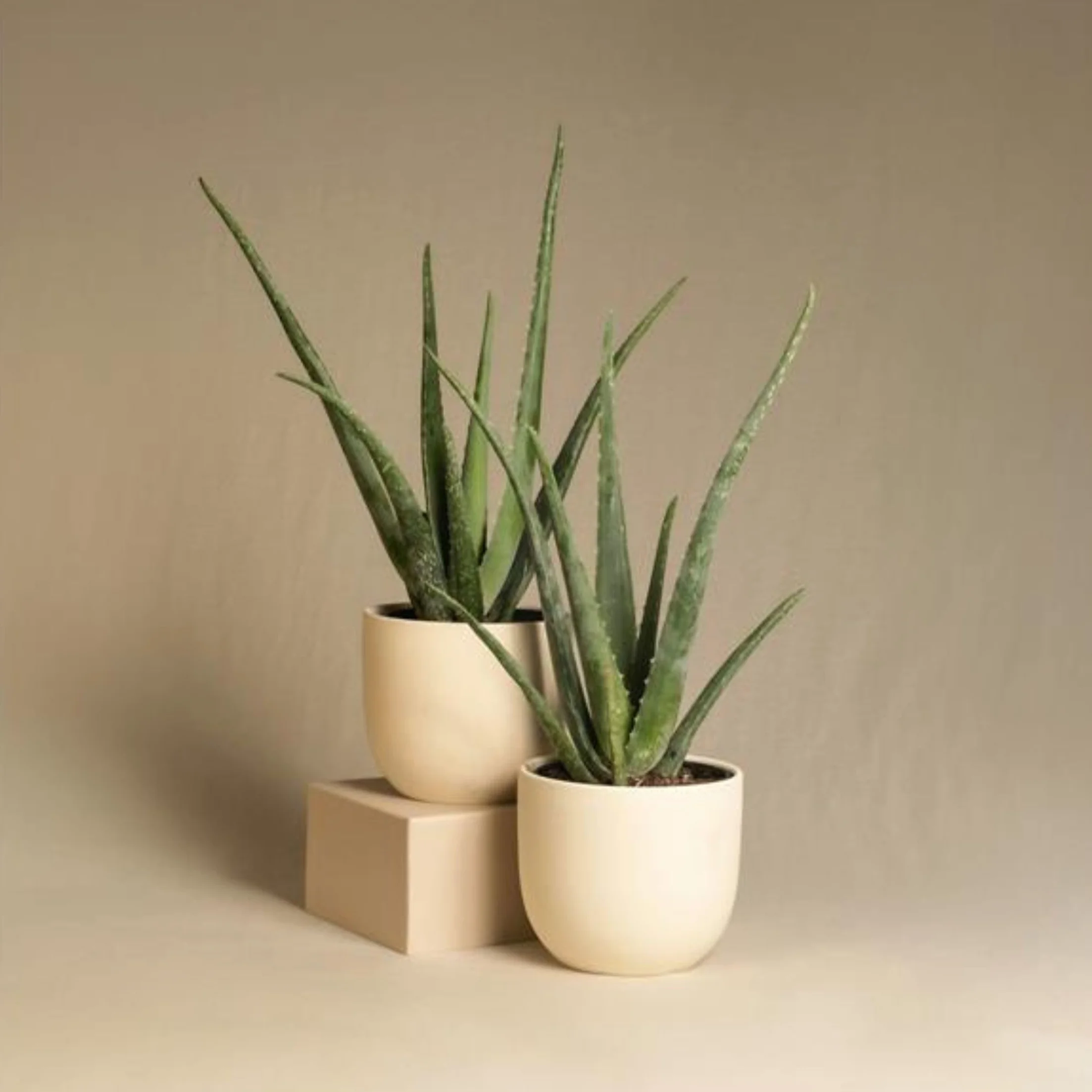 Plant in a Box - Aloes - Aloe Vera - Zestaw 4 sztuk - Doniczka 10cm - Wysokość 20-30cm