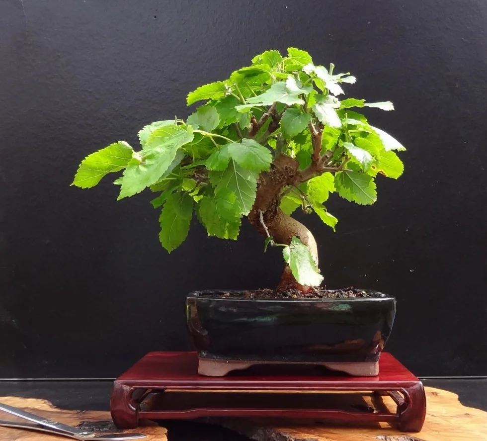 SAFLAX - Bonsai - Drzewo Morwy Białej - 200 Nasiona - Z pożywką wolną od zarazków - Morus alba