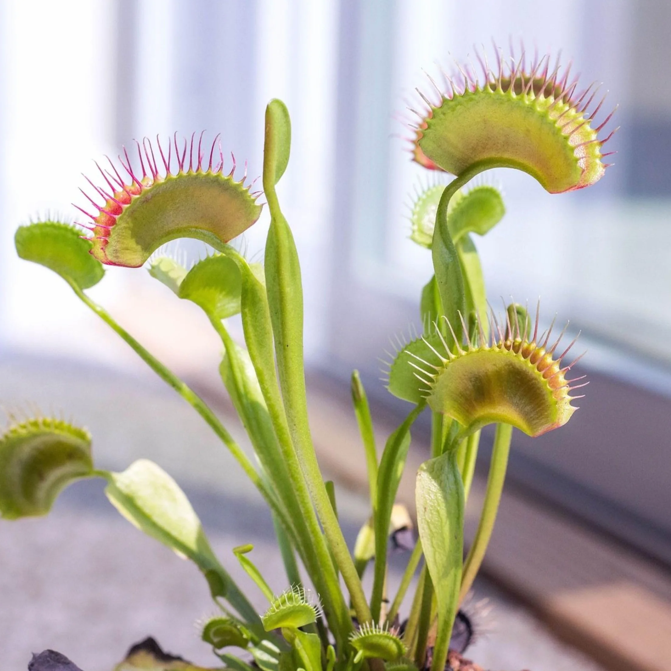 Plant in a Box - Muchołówka Amerykańska - Roślina mięsożerna - Dionea Muscipula - Zestaw 3 sztuk - Doniczka 5,5cm - Wysokość 5-10cm