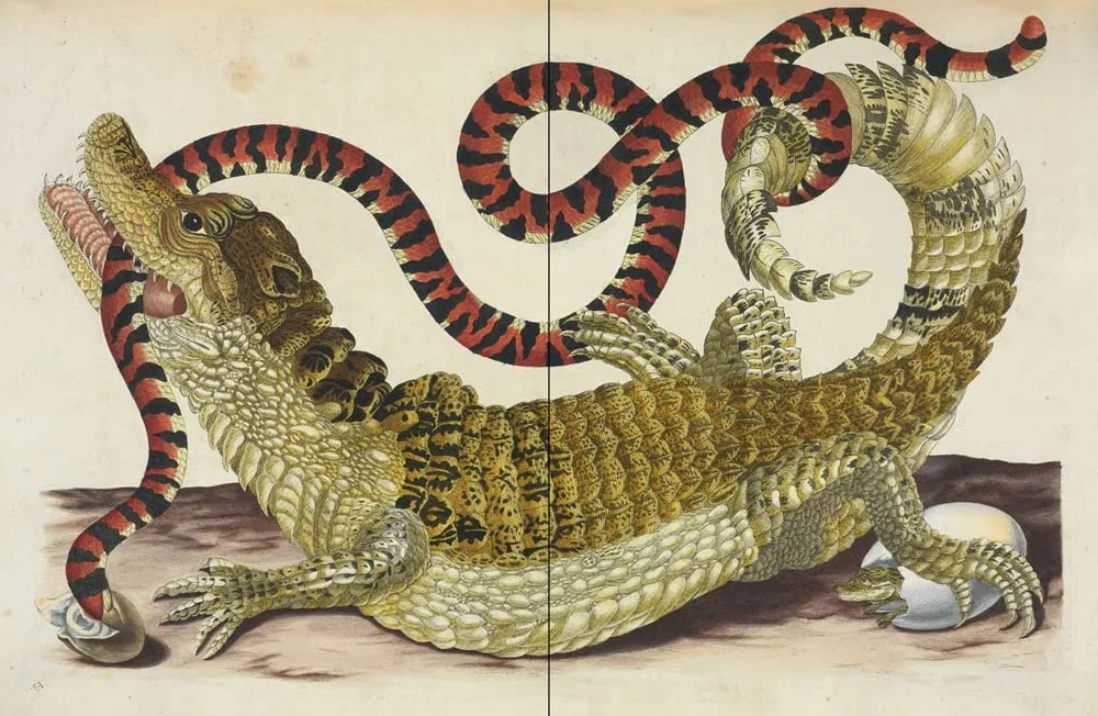 Affinities: A Journey Through Images from The Public Domain Review