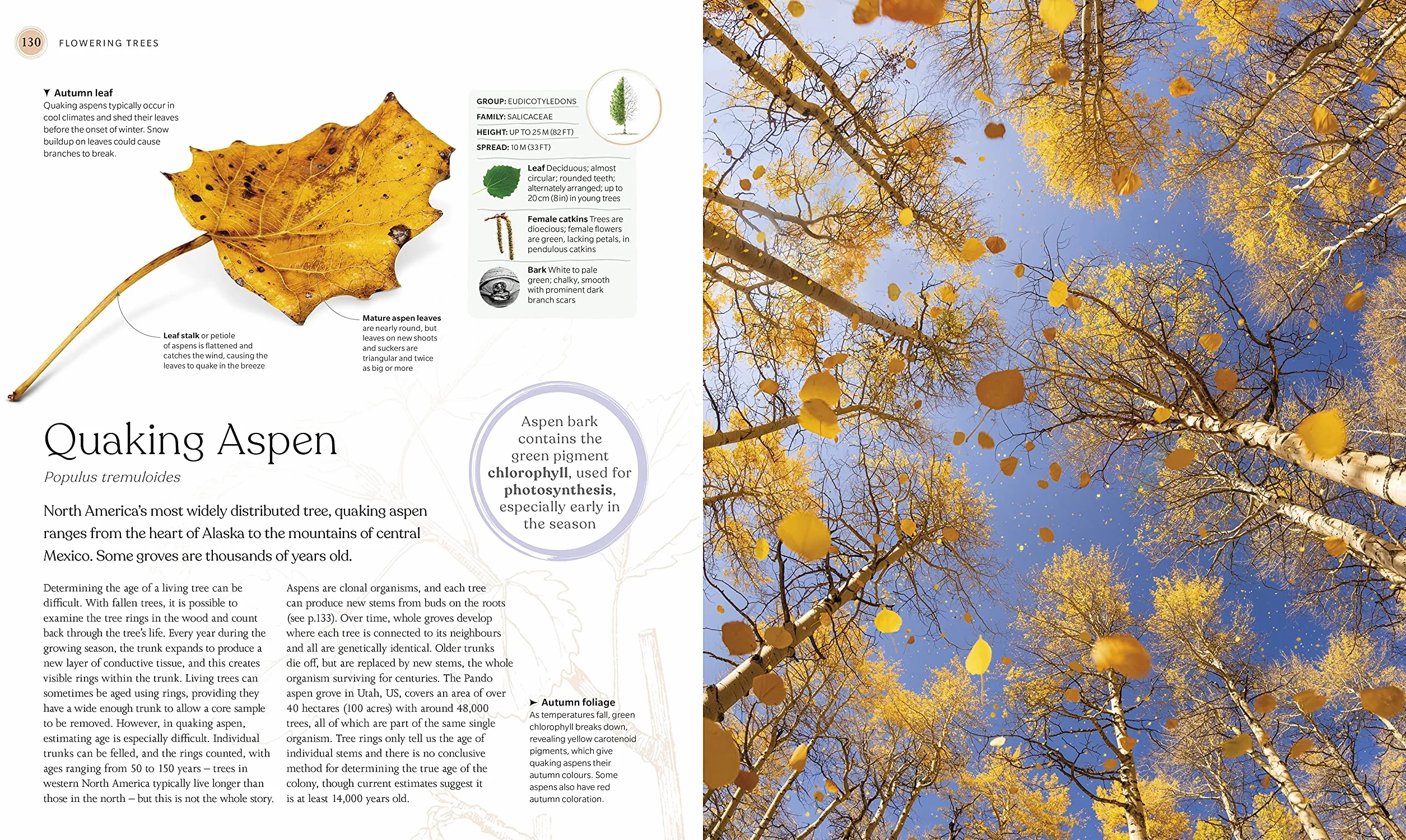 The Tree Book: The Stories, Science, and History of Trees