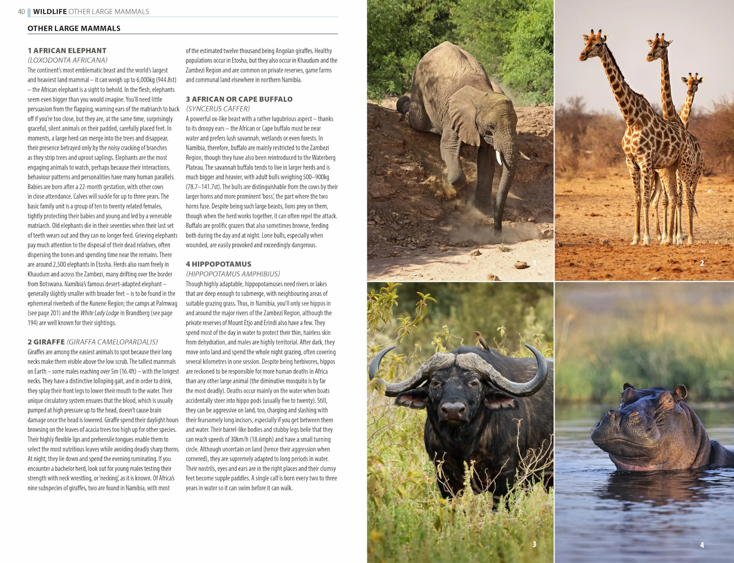 The Rough Guide to Namibia with Victoria Falls: Travel Guide with eBook