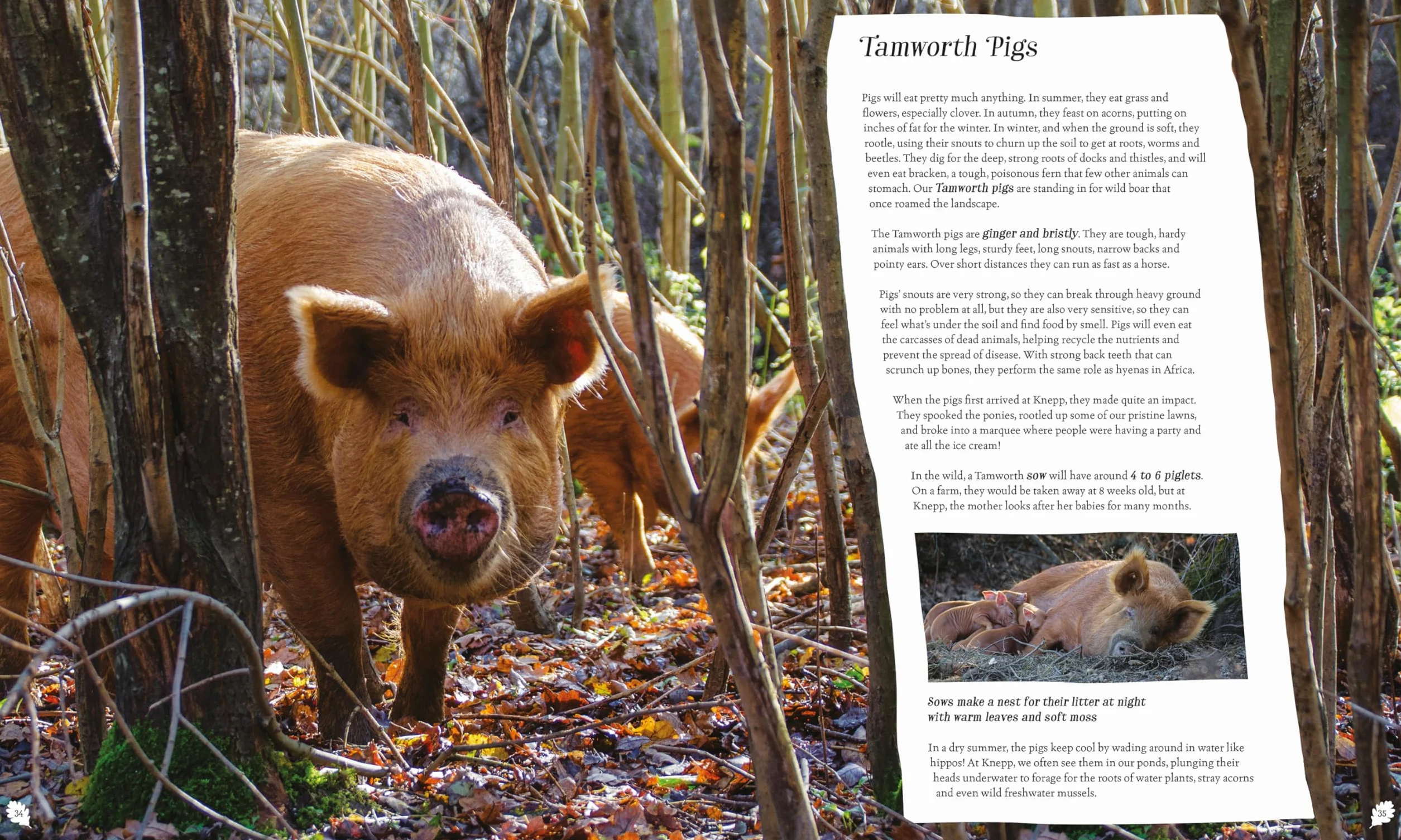 Wilding: How to Bring Wildlife Back - The New Illustrated Guide