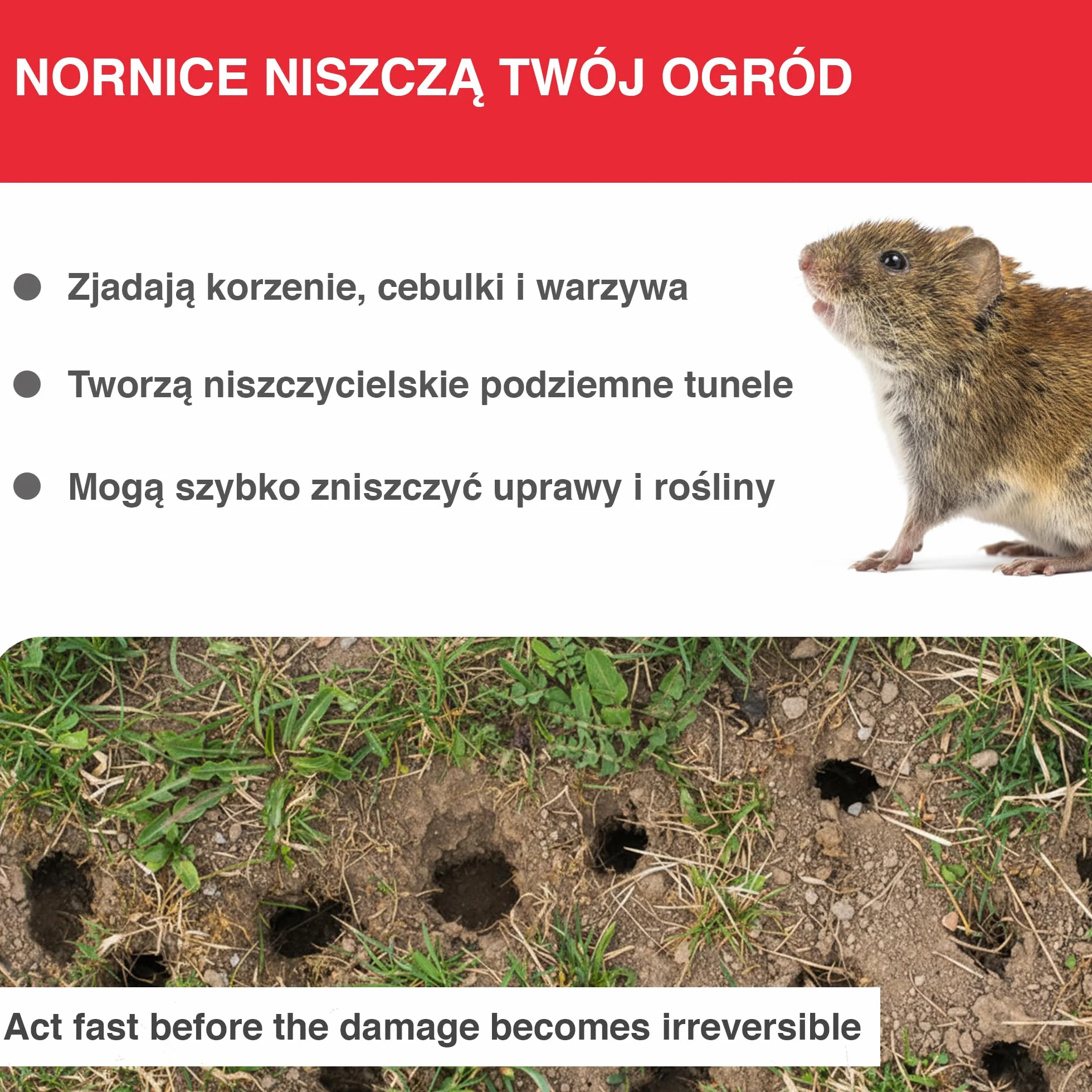 SWISSINNO Pułapka na Nornice PRO SuperCat – Tunelowa Pułapka Zatrzaskowa na Nornice, Czuły Mechanizm Spustowy, Łatwa Instalacja, Wielokrotnego Użytku, do Ogrodu i Trawnika – 1 Sztuka