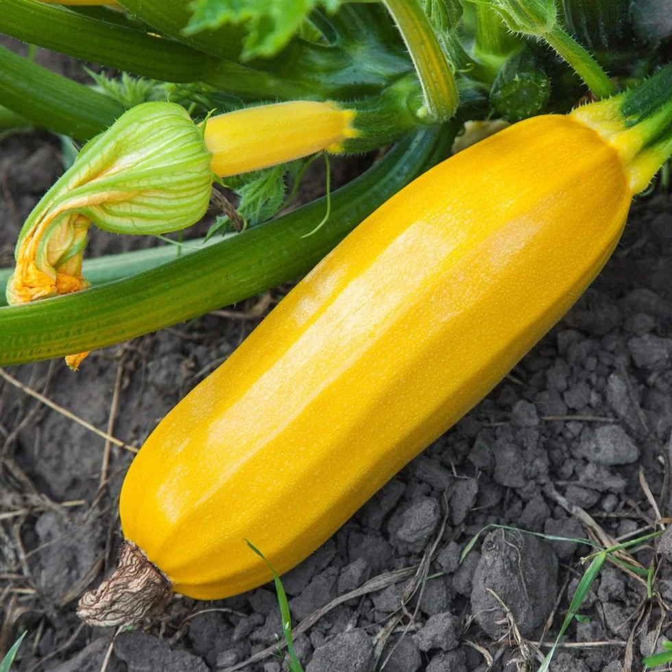 cukinii Atena Polka nasiona – dynia ogrodowa