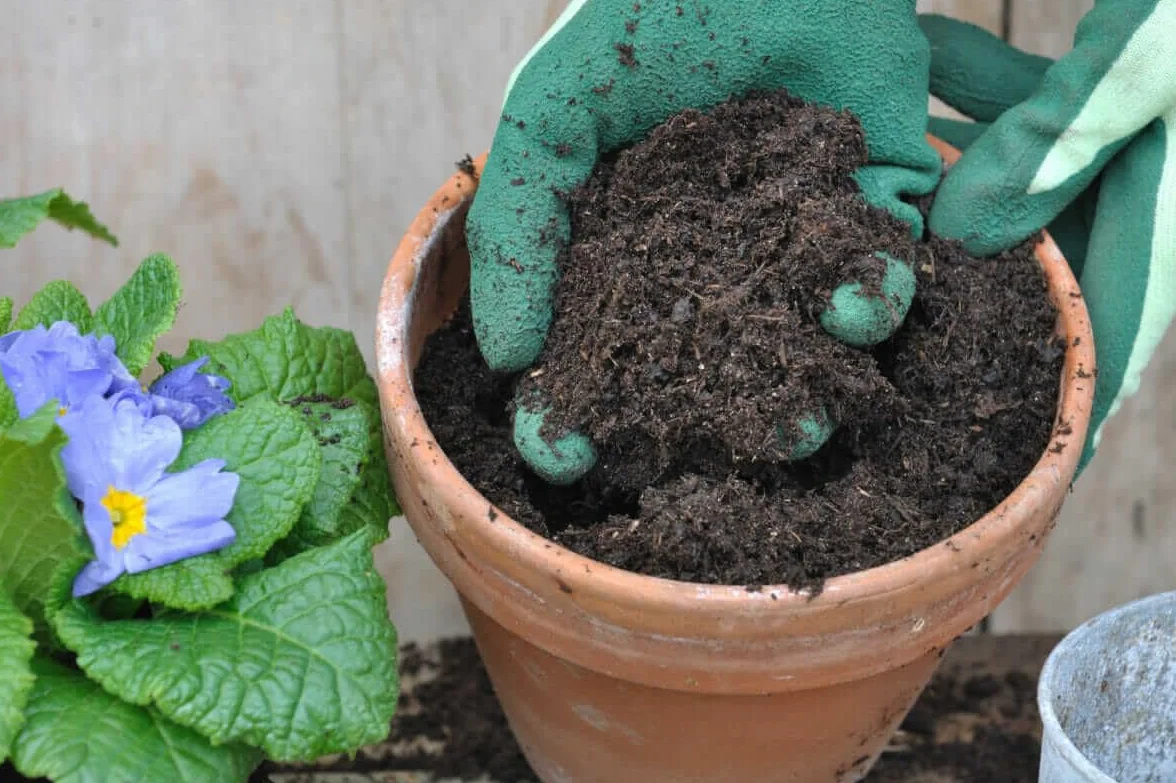 BIOVITA Podłoga uniwersalna 20 l wieloskładnikowa gleba do roślin gotowa do użycia gleba pochodzenia naturalnego