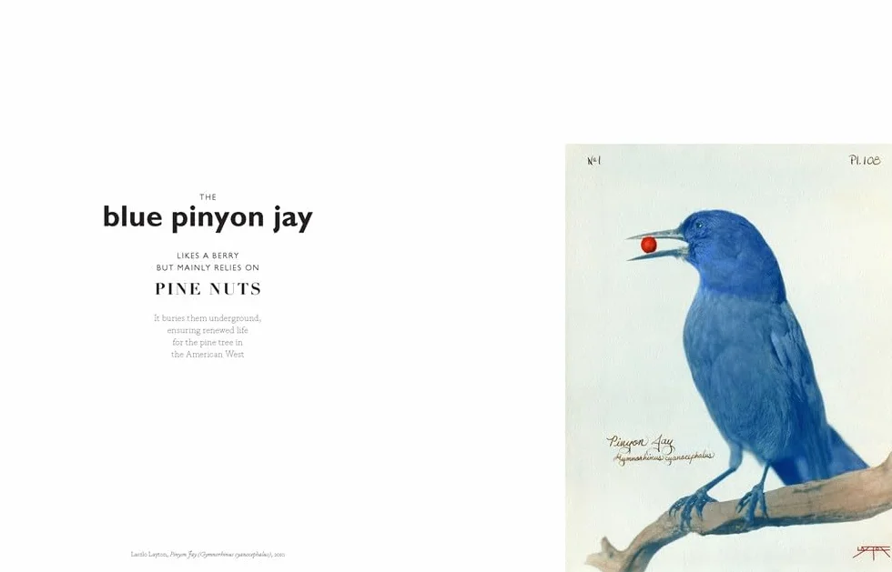 The Book of the Bird: Birds in Art