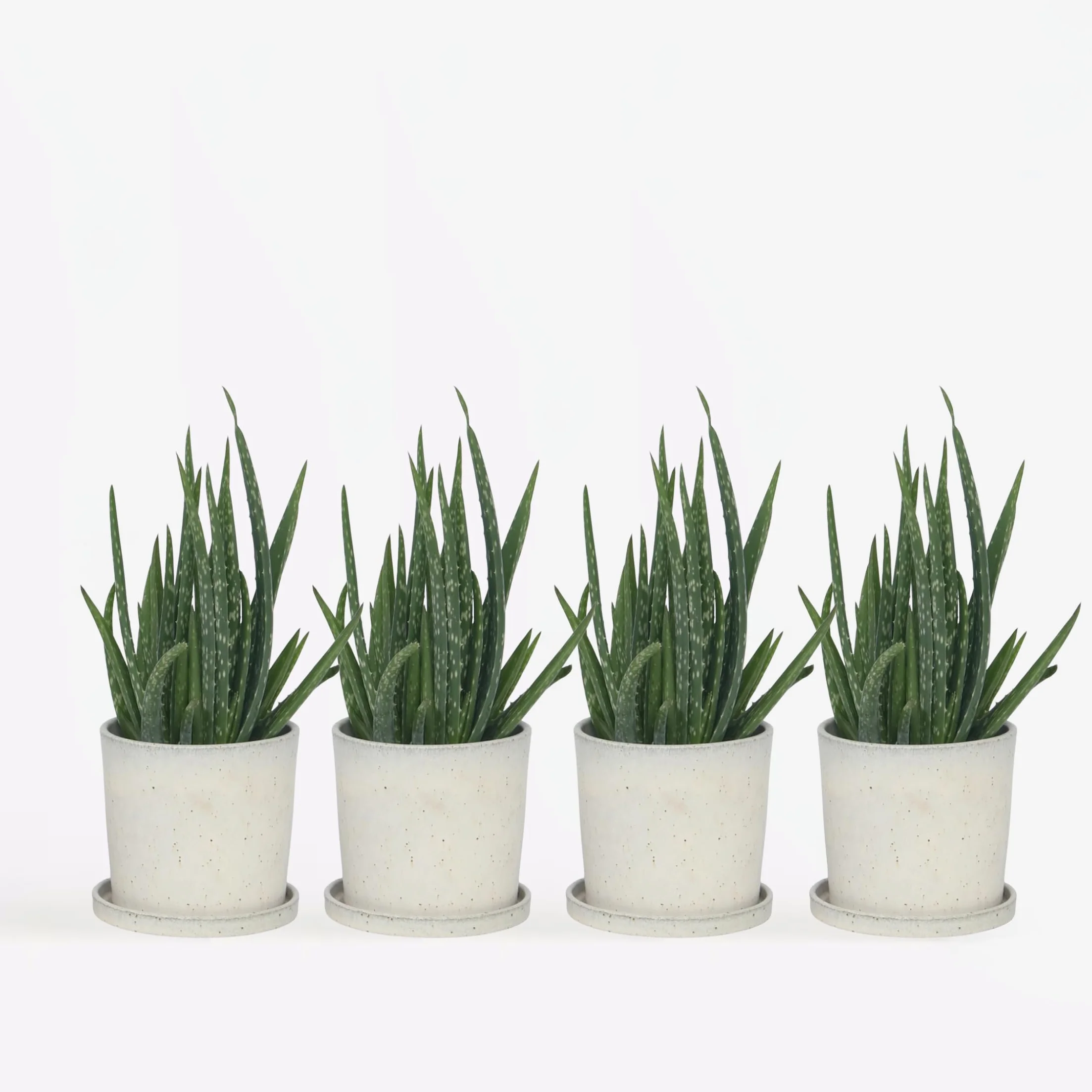 Plant in a Box - Aloes - Aloe Vera - Zestaw 4 sztuk - Doniczka 10cm - Wysokość 20-30cm