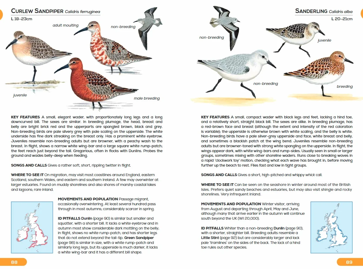 RSPB Pocket Guide to British Birds
