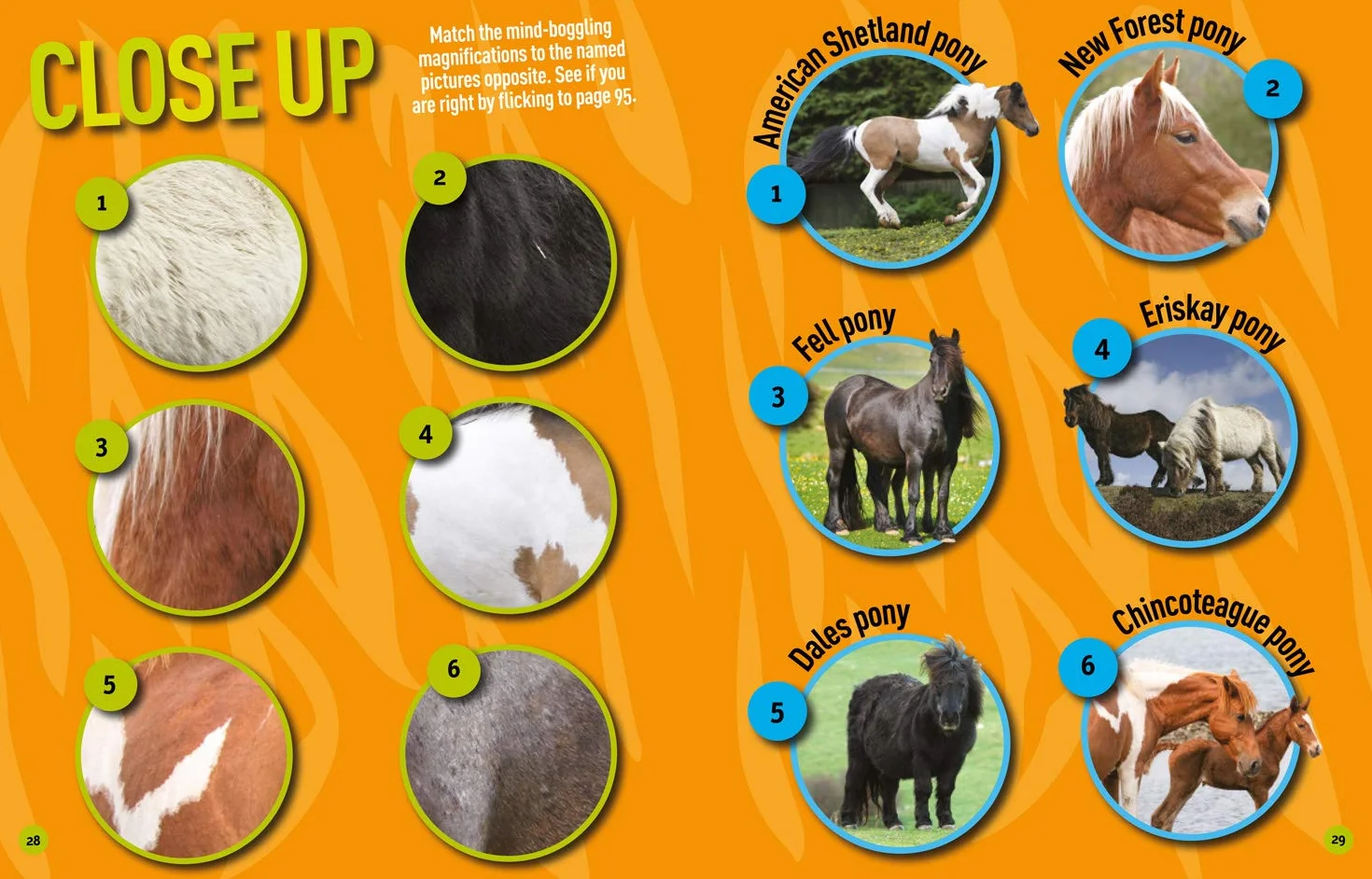 Puzzle Book Horses and Ponies: Brain-tickling quizzes, sudokus, crosswords and wordsearches