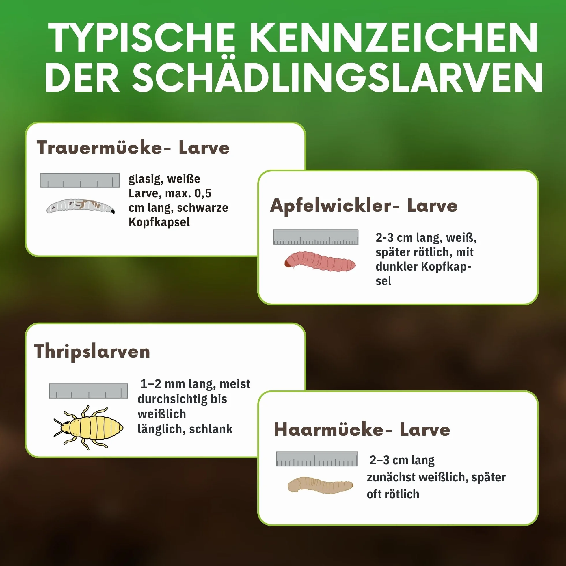 SF Nicienie przeciwko ziemiórek i innym larwom 10 mln/20 m² idealne do stosowania na roślinach doniczkowych, konopiach indyjskich, roślinach warzywnych