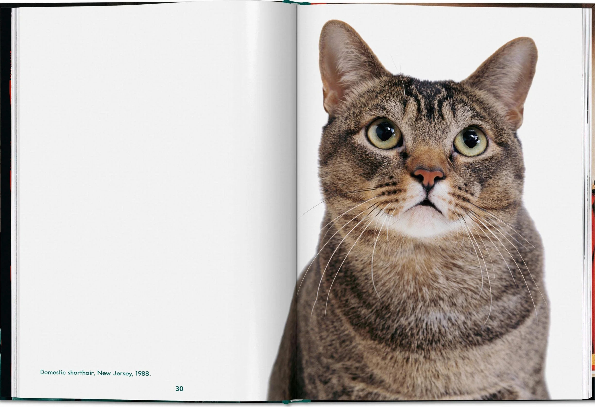 Walter Chandoha. Cats. Photographs 1942-2018
