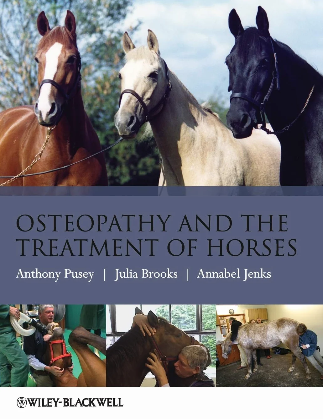 Osteopathy Treatment Horses