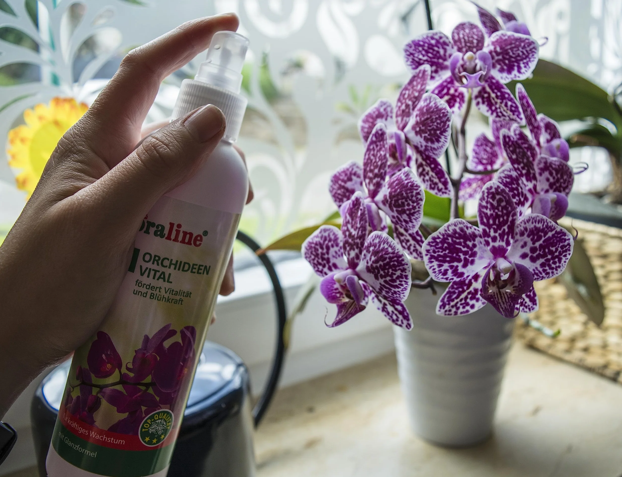 floraline® | Zestaw startowy nawozu do storczyków: 20 pałeczek, 3 x odżywka witalna i 250 ml Vital-Spray | na miesiące wspaniałe kwiaty ze wzrostem i zdrowymi i błyszczącymi kwiatami | delikatne