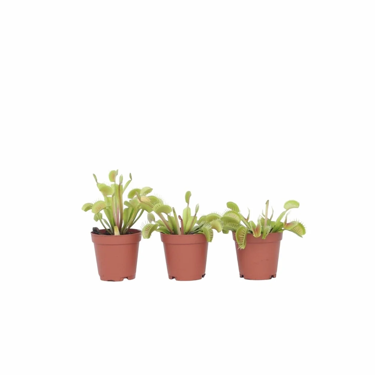 Plant in a Box - Muchołówka Amerykańska - Roślina mięsożerna - Dionea Muscipula - Zestaw 3 sztuk - Doniczka 5,5cm - Wysokość 5-10cm