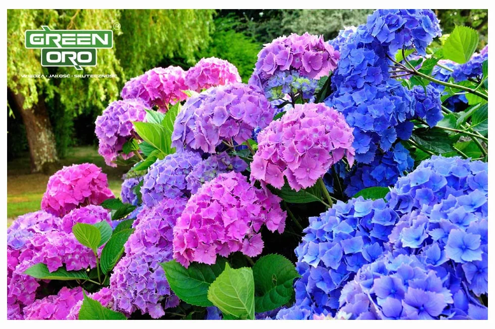 FLOWERS ACID 5KG - Długodziałający nawóz do hortensji i roślin kwasolubnych.