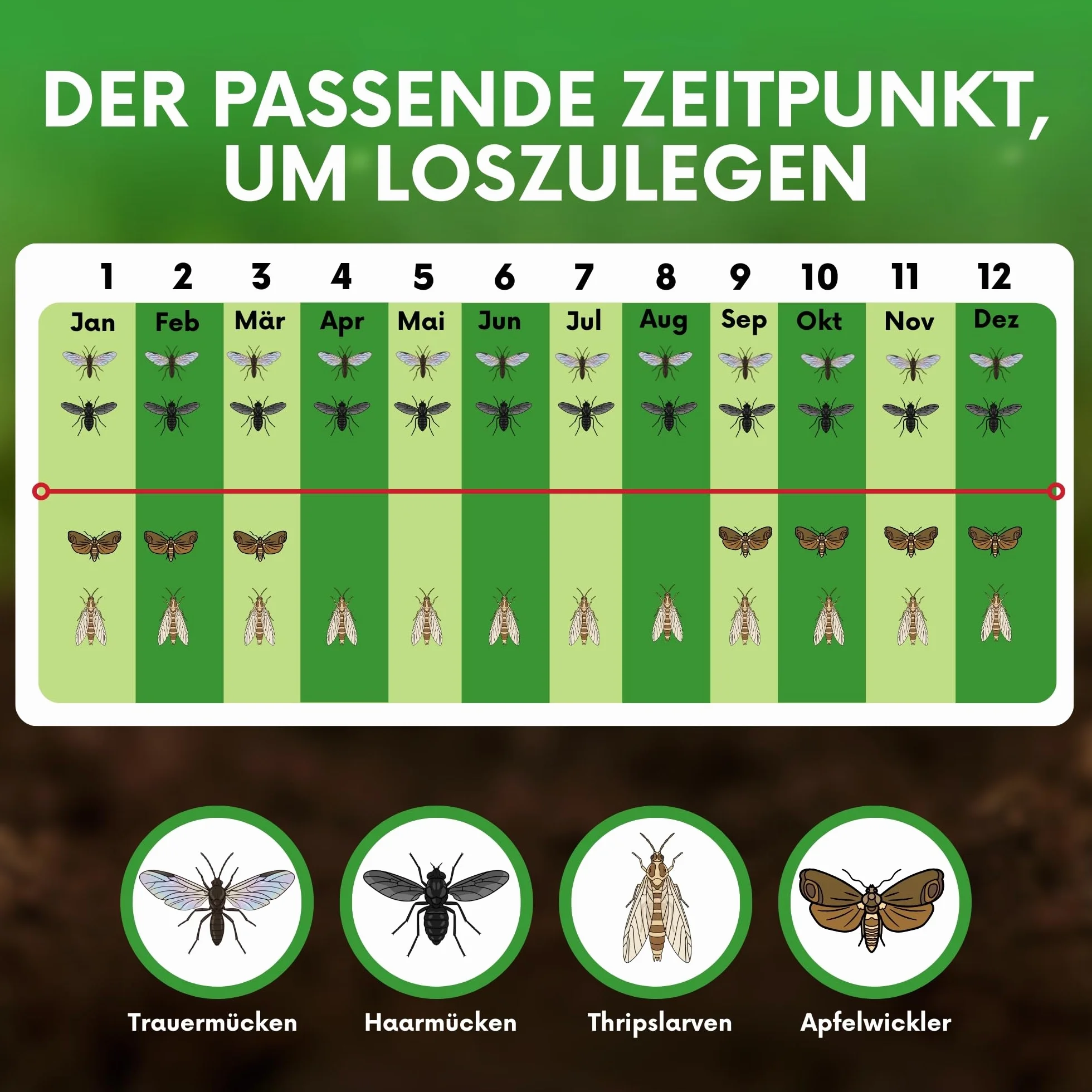 SF Nicienie przeciwko ziemiórek i innym larwom 10 mln/20 m² idealne do stosowania na roślinach doniczkowych, konopiach indyjskich, roślinach warzywnych