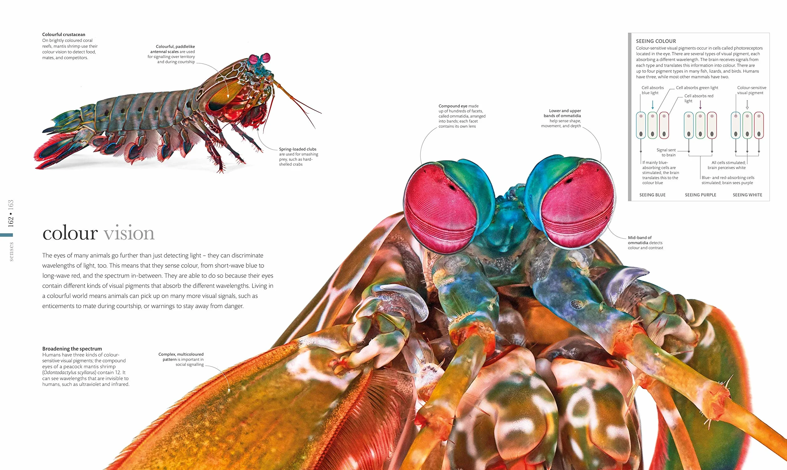 The Science of Animals: Inside their Secret World