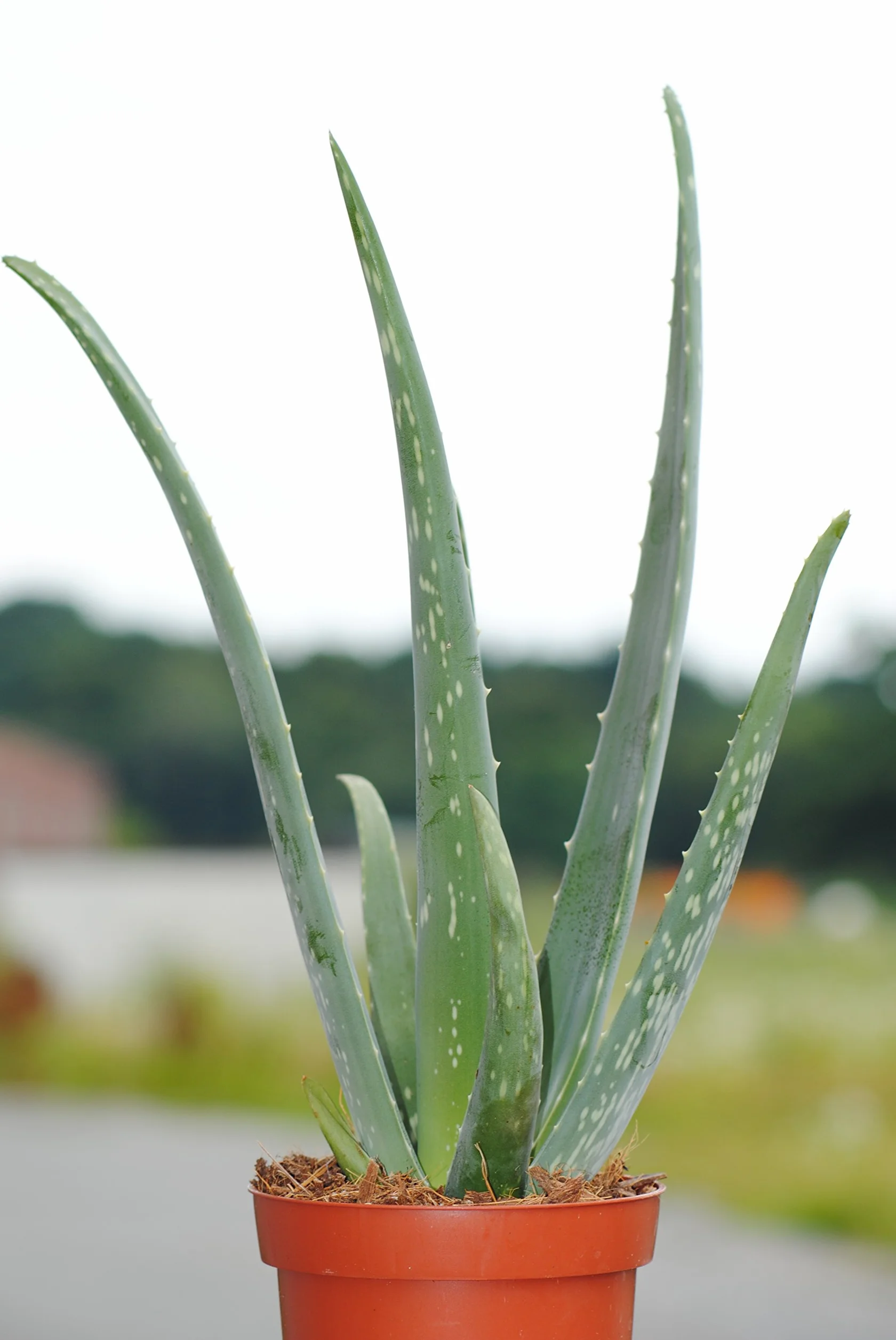Prawdziwy aloes, doniczka 12 cm, wysokość całkowita ok. 40 cm (3 rośliny)